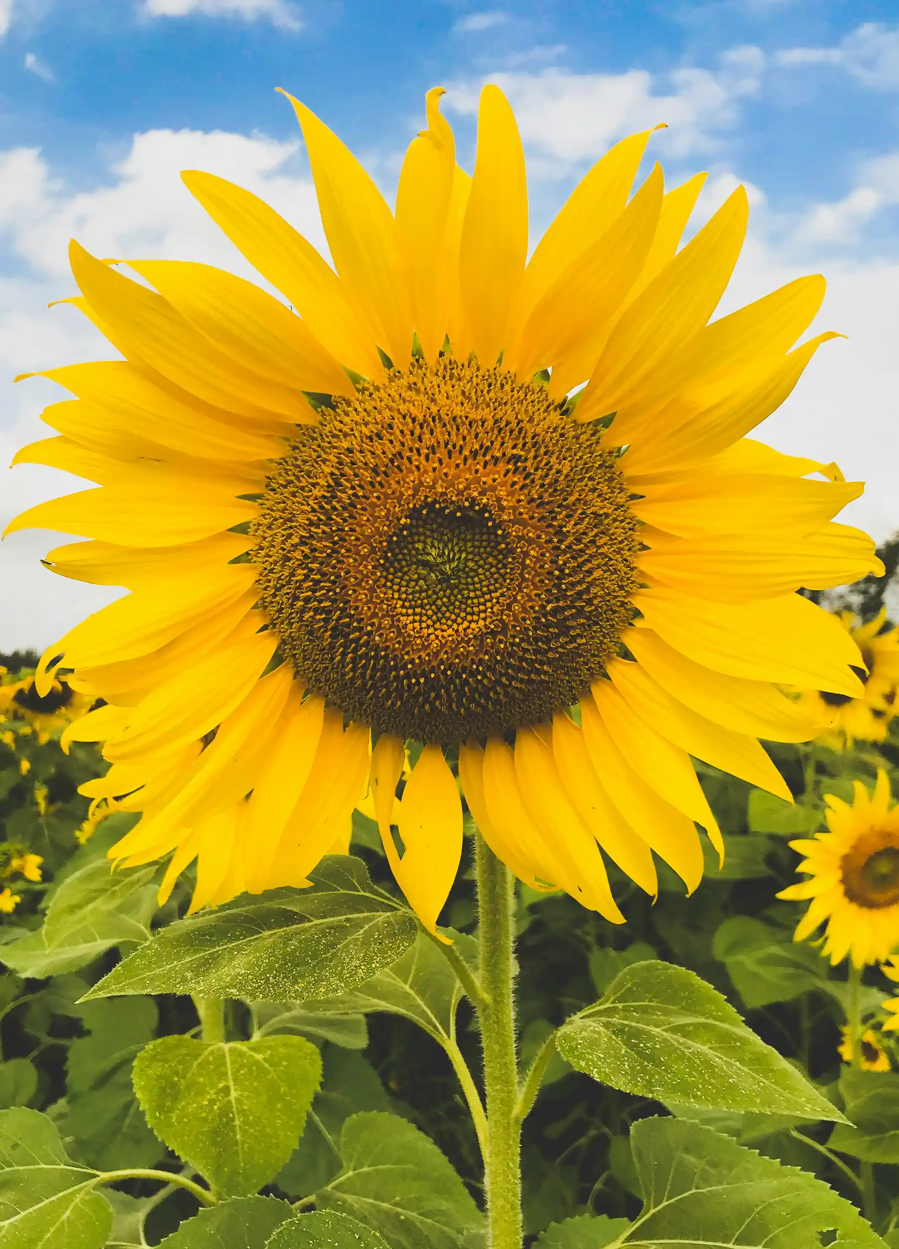 Cây hoa, cây cảnh