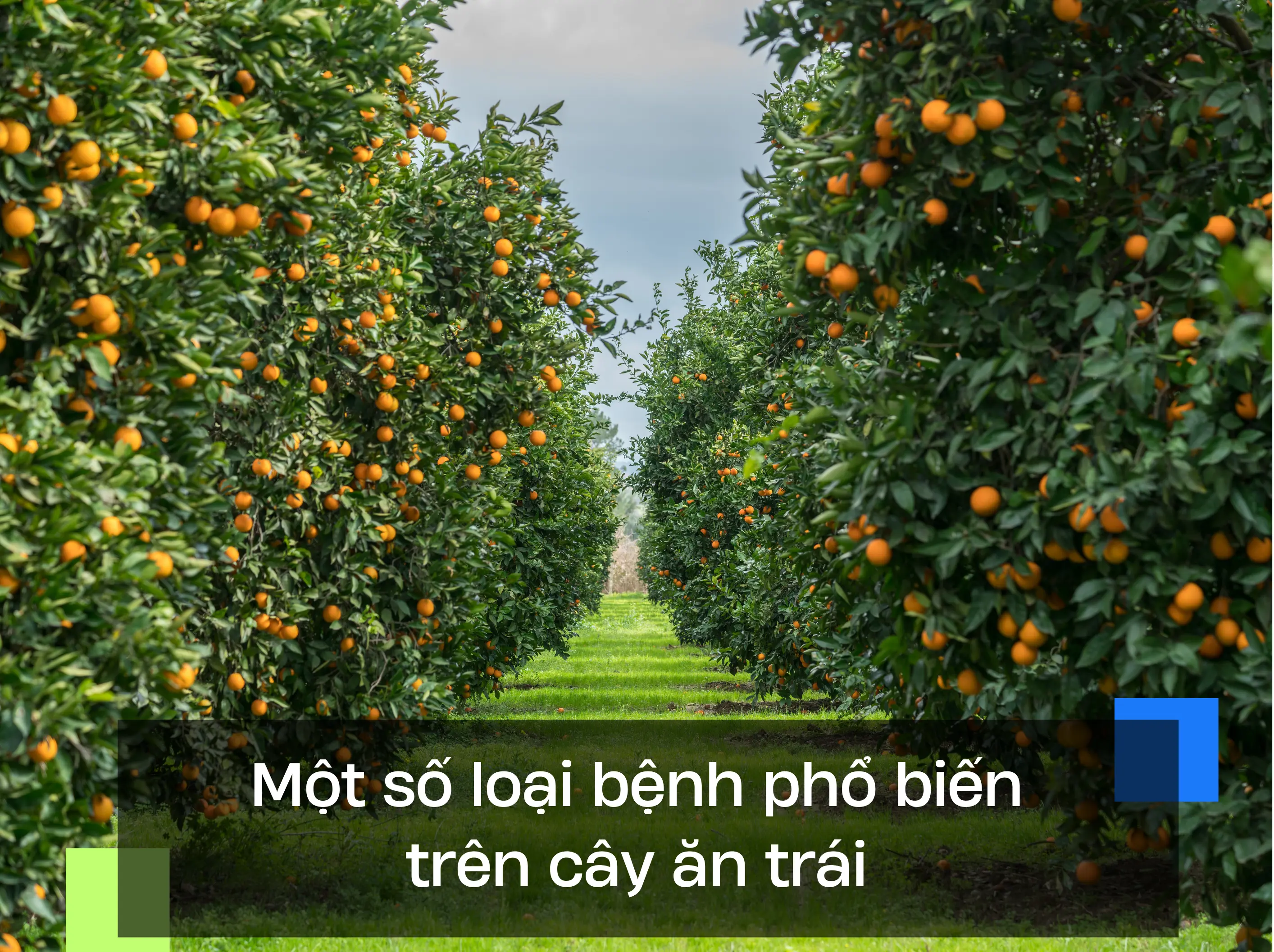Một số loại nấm bệnh phổ biến trên cây ăn trái