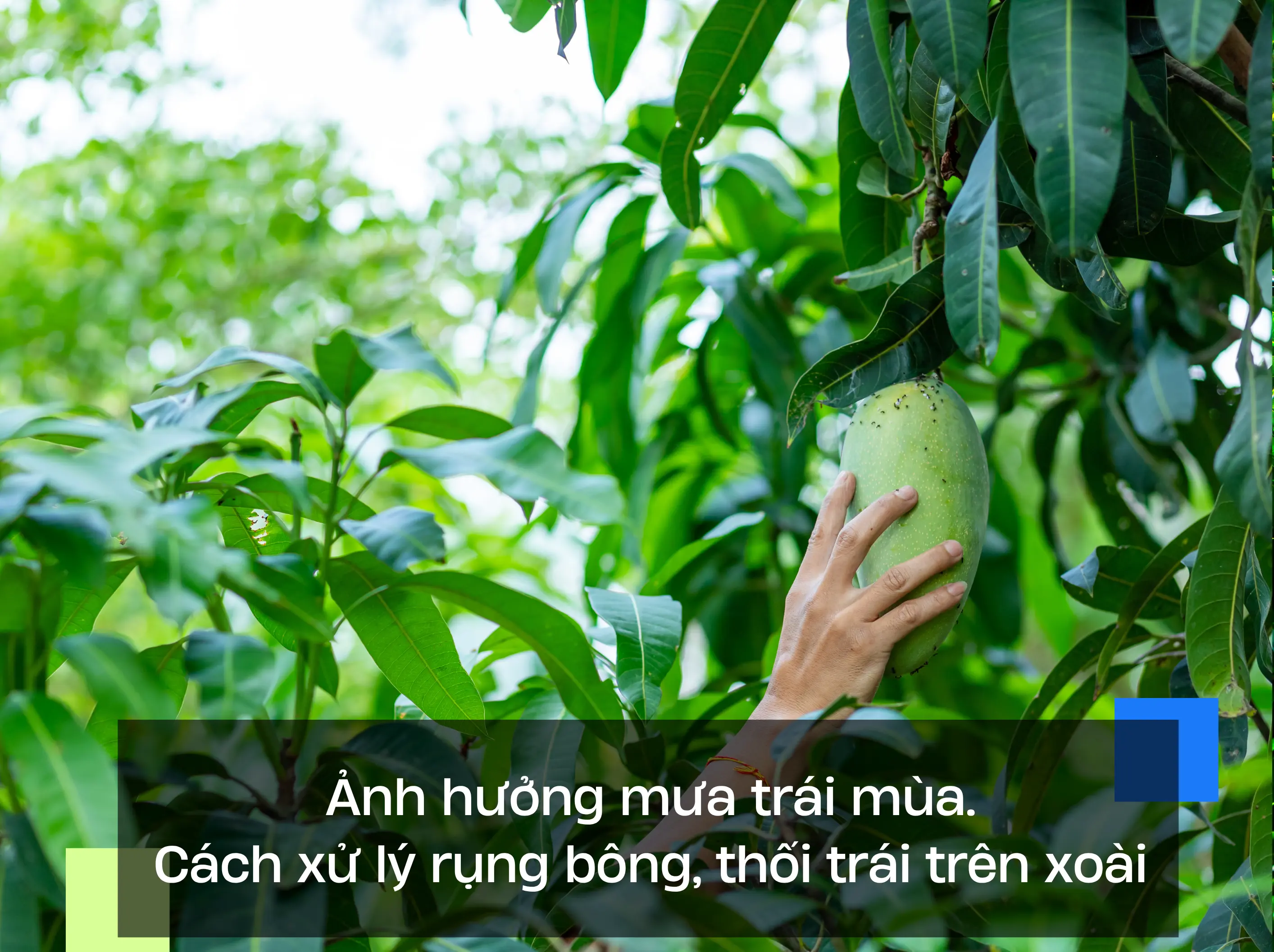 Ảnh hưởng mưa trái mùa. Cách xử lý rụng bông, thối trái trên xoài