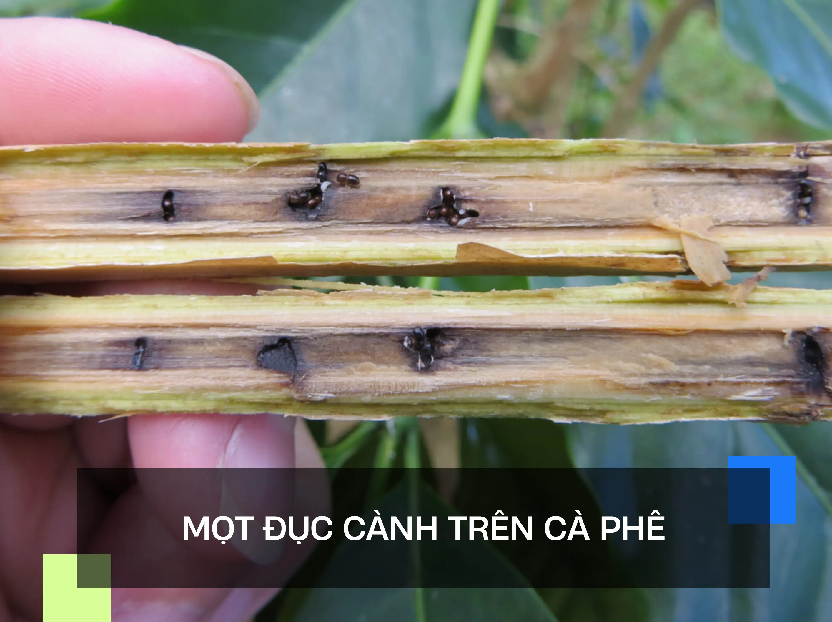 MỌT ĐỤC CÀNH TRÊN CÀ PHÊ