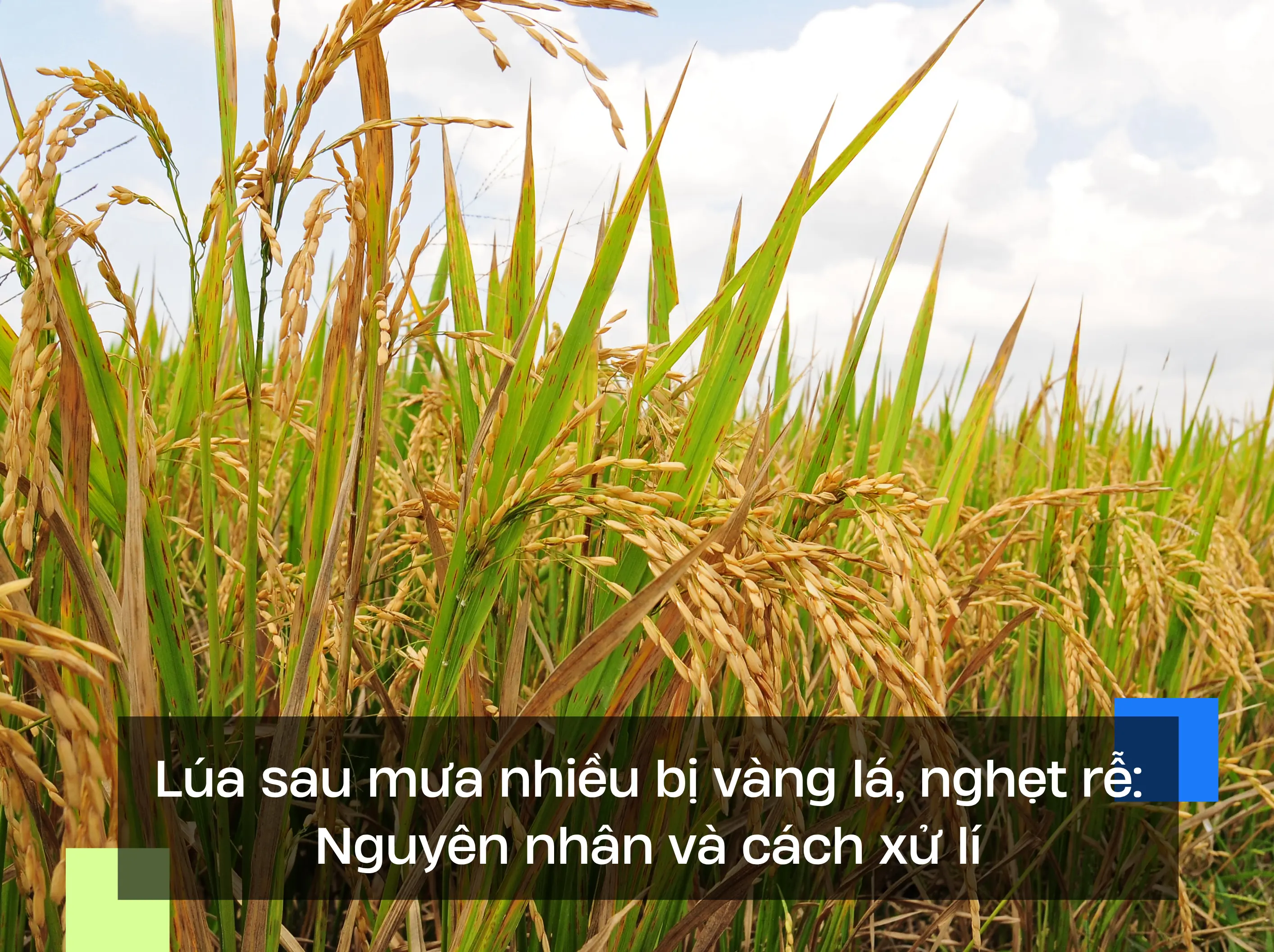 Lúa sau mưa nhiều bị vàng lá, nghẹt rễ: Nguyên nhân và cách xử lý