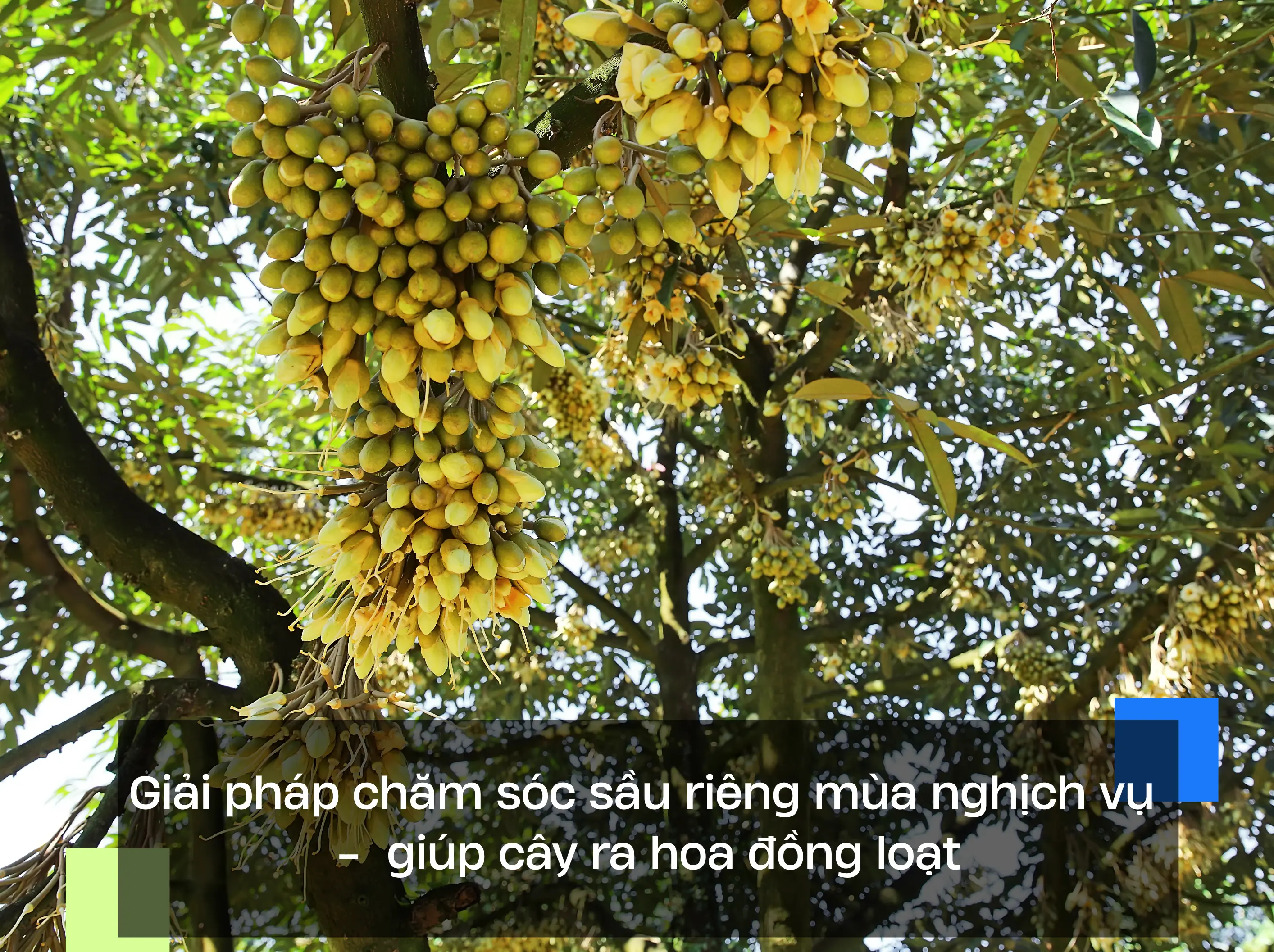 Giải pháp chăm sóc sầu riêng mùa nghịch vụ -  giúp cây ra hoa đồng loạt