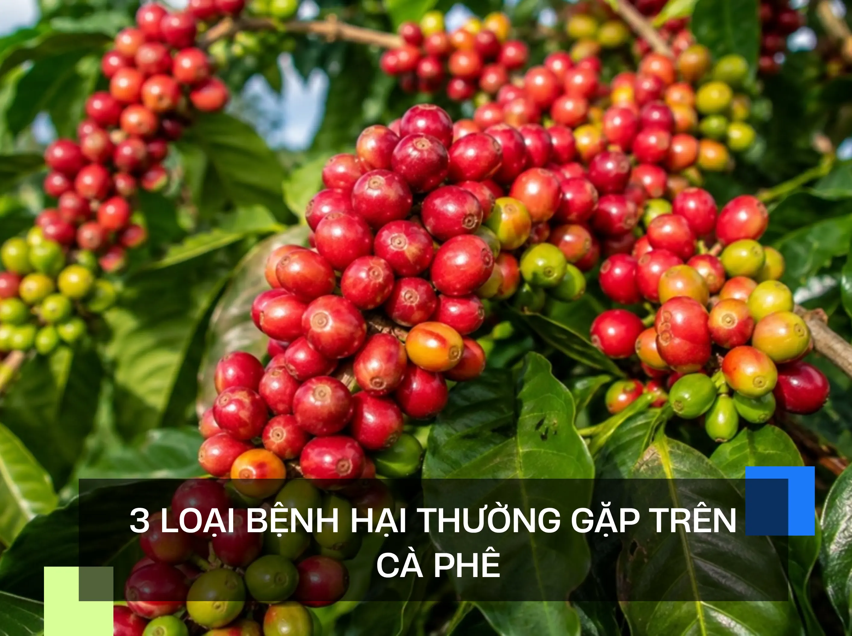 3 LOẠI BỆNH HẠI THƯỜNG GẶP TRÊN CÀ PHÊ