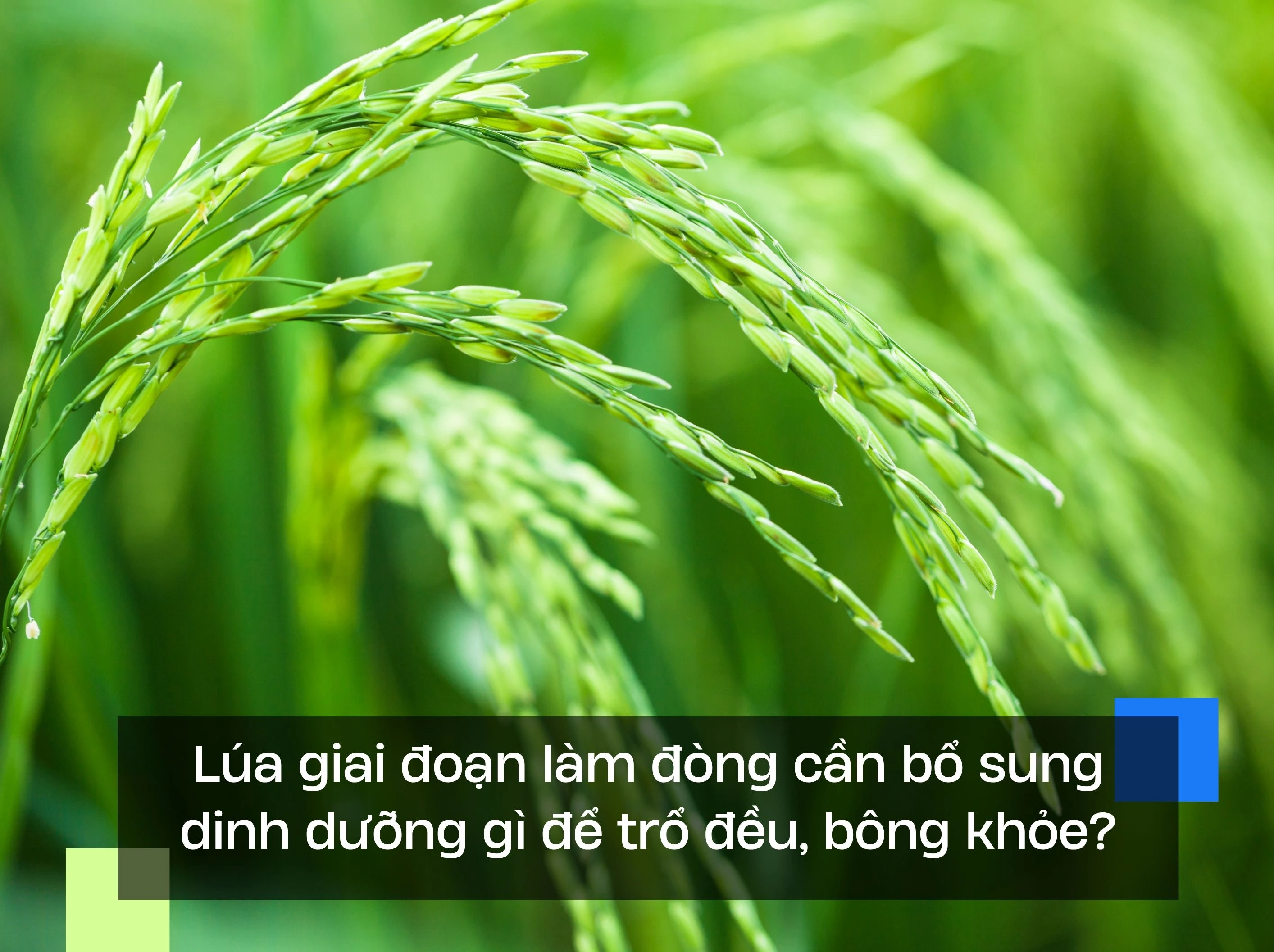 Lúa giai đoạn làm đòng cần bổ sung dinh dưỡng gì để trổ đều, bông khỏe?