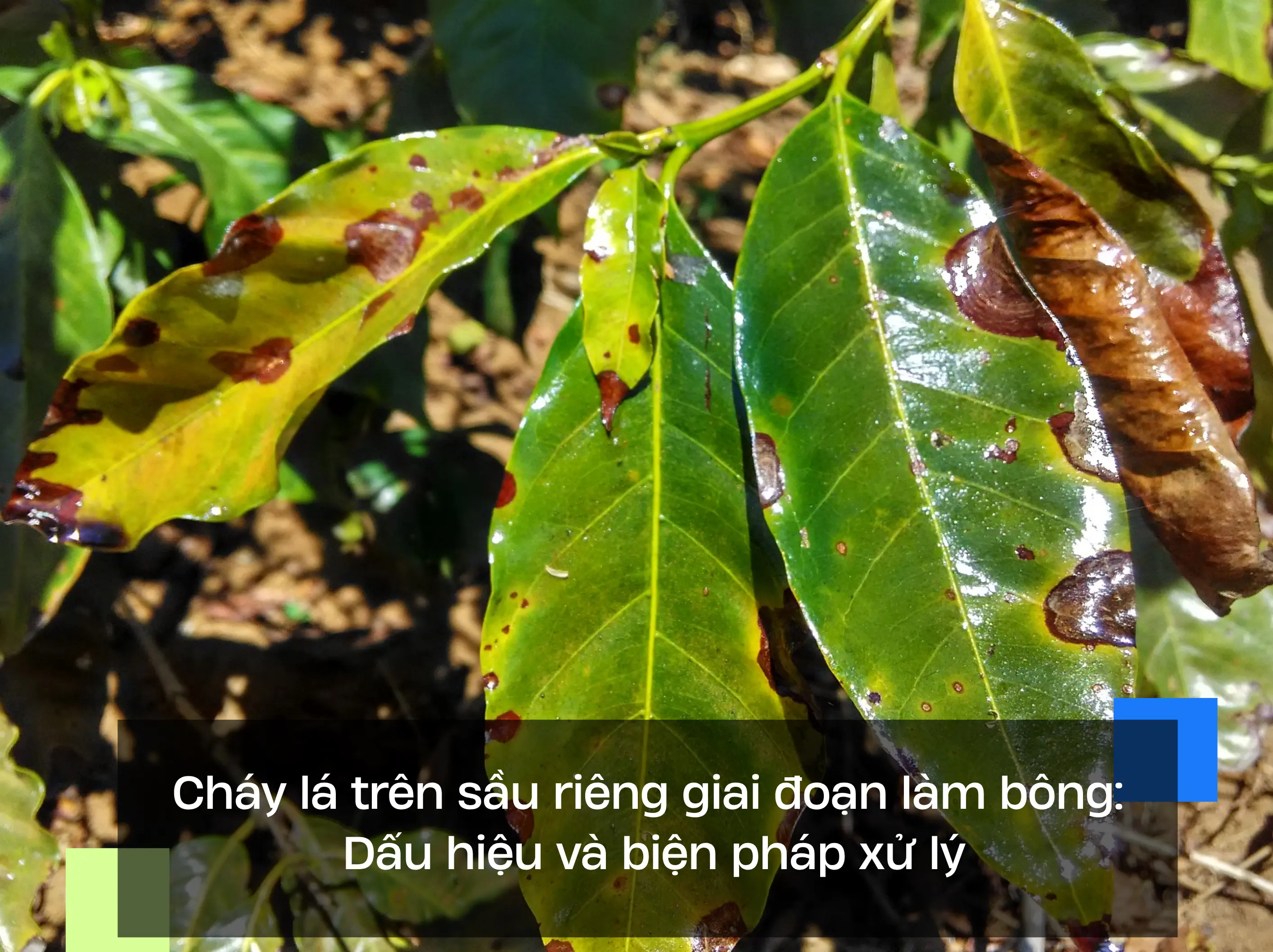 Cháy lá trên sầu riêng giai đoạn làm bông: Dấu hiệu và biện pháp xử lý
