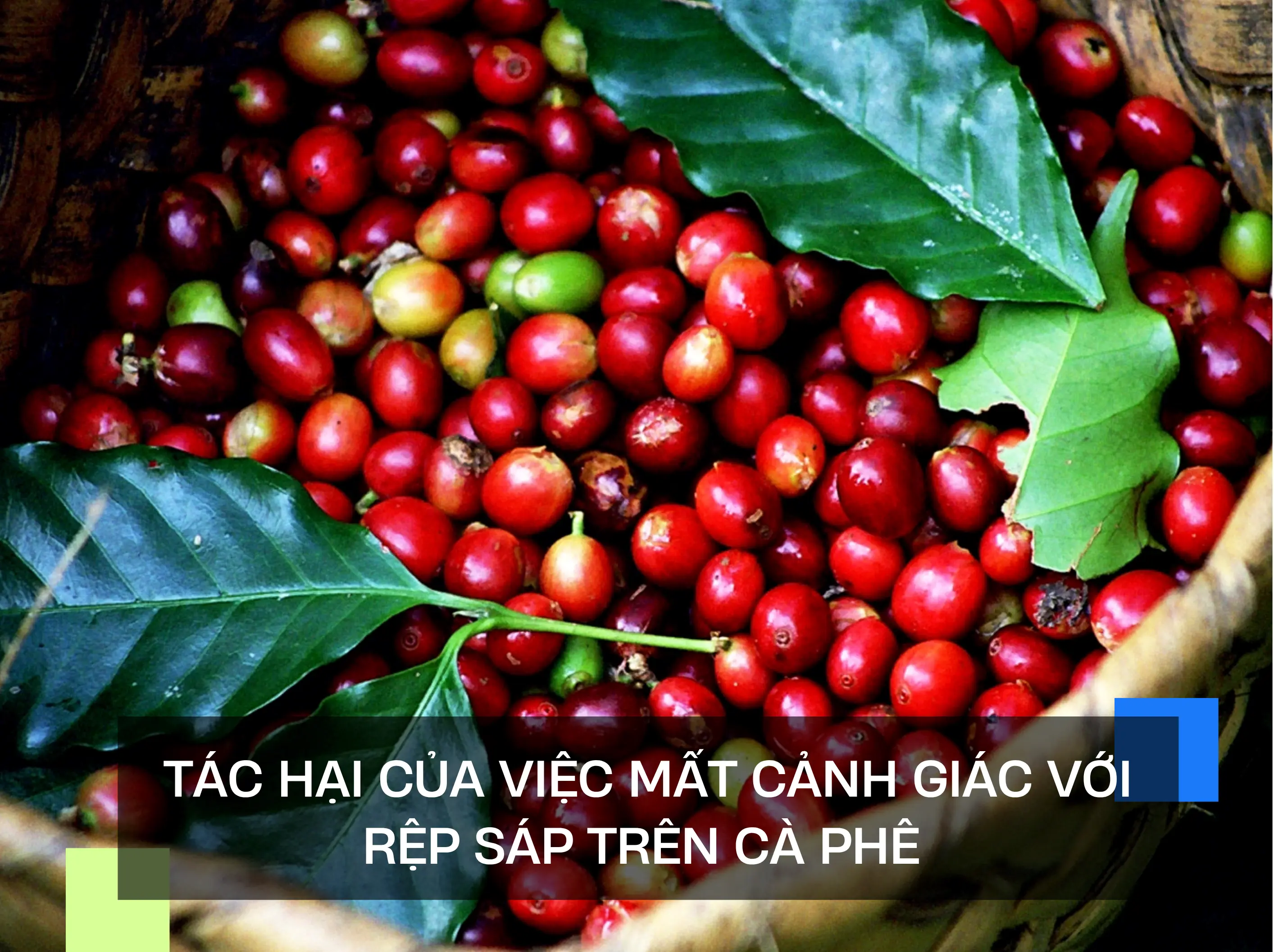 TÁC HẠI CỦA VIỆC MẤT CẢNH GIÁC VỚI RỆP SÁP TRÊN CÀ PHÊ 