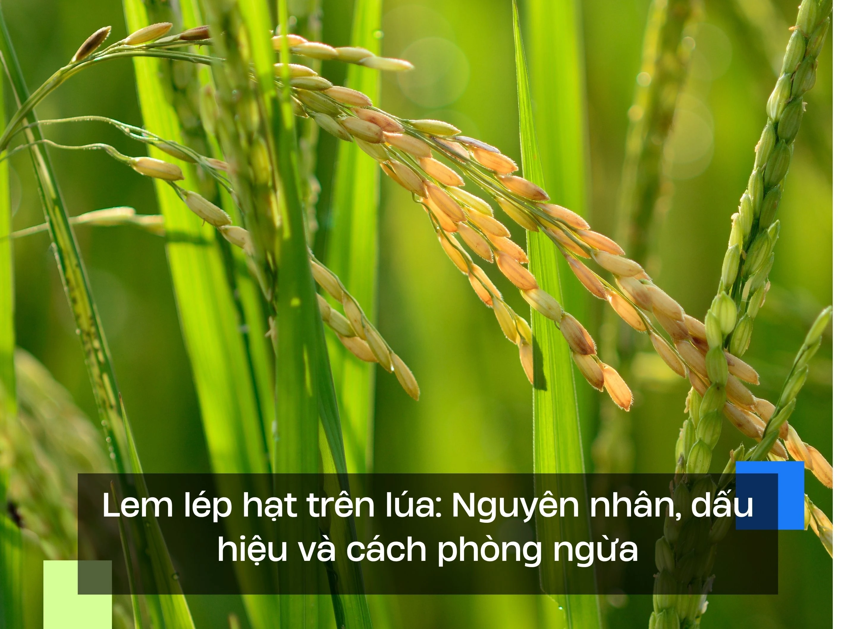 Lem lép hạt trên lúa: Nguyên nhân, dấu hiệu và cách phòng ngừa