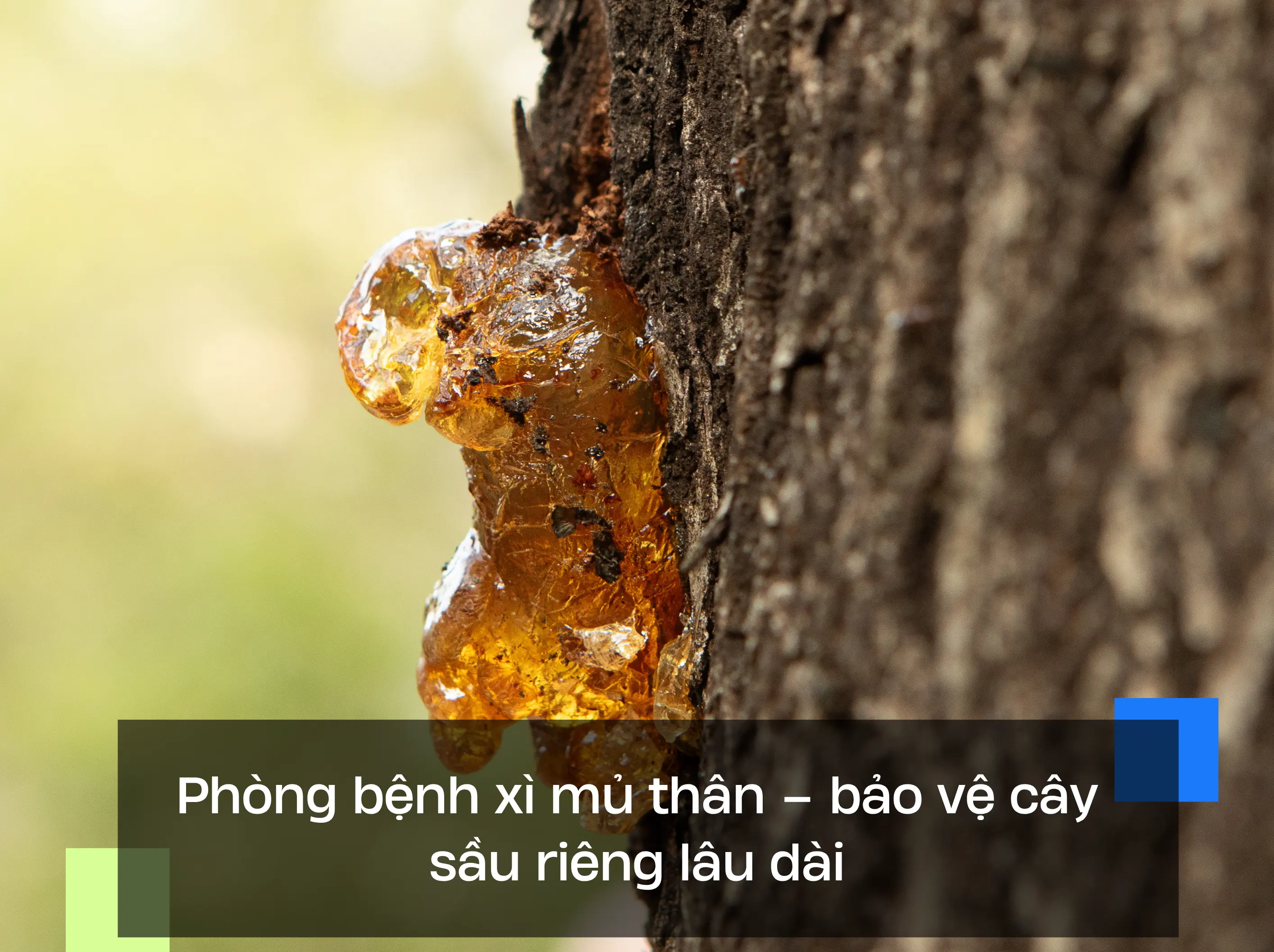 Phòng bệnh xì mủ thân – bảo vệ cây sầu riêng lâu dài