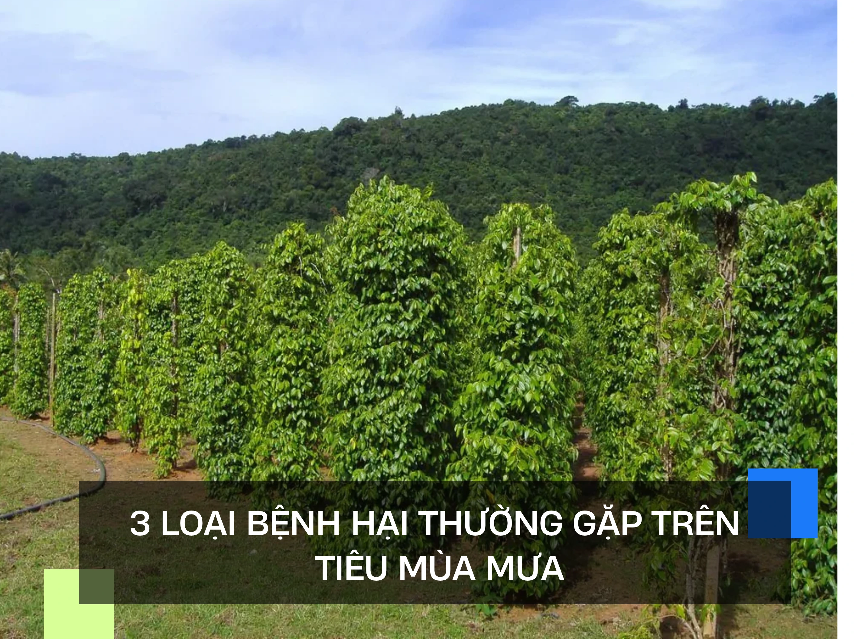 3 LOẠI BỆNH HẠI THƯỜNG GẶP TRÊN TIÊU VÀO MÙA MƯA