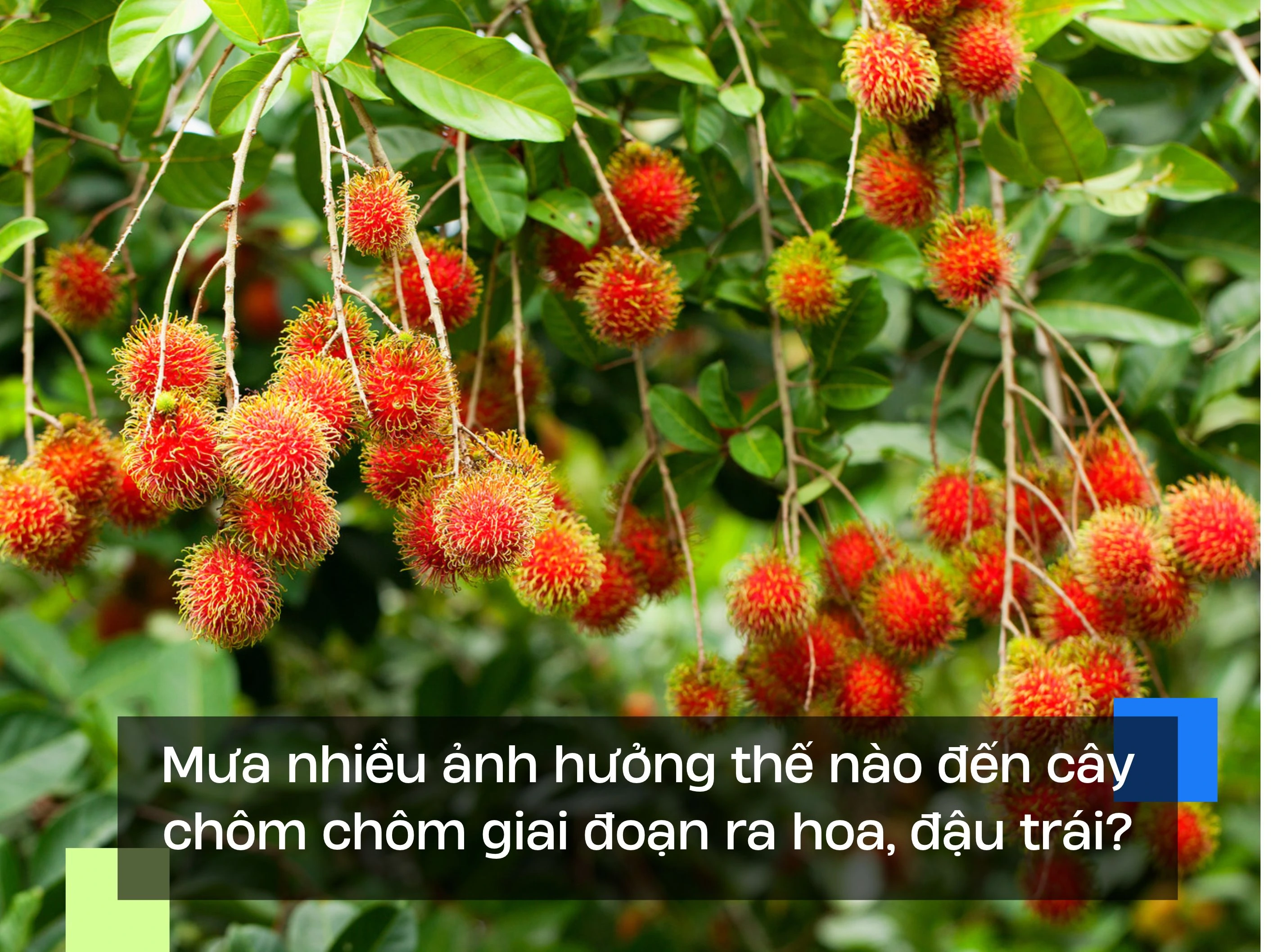 Mưa nhiều ảnh hưởng thế nào đến cây chôm chôm giai đoạn ra hoa, đậu trái?