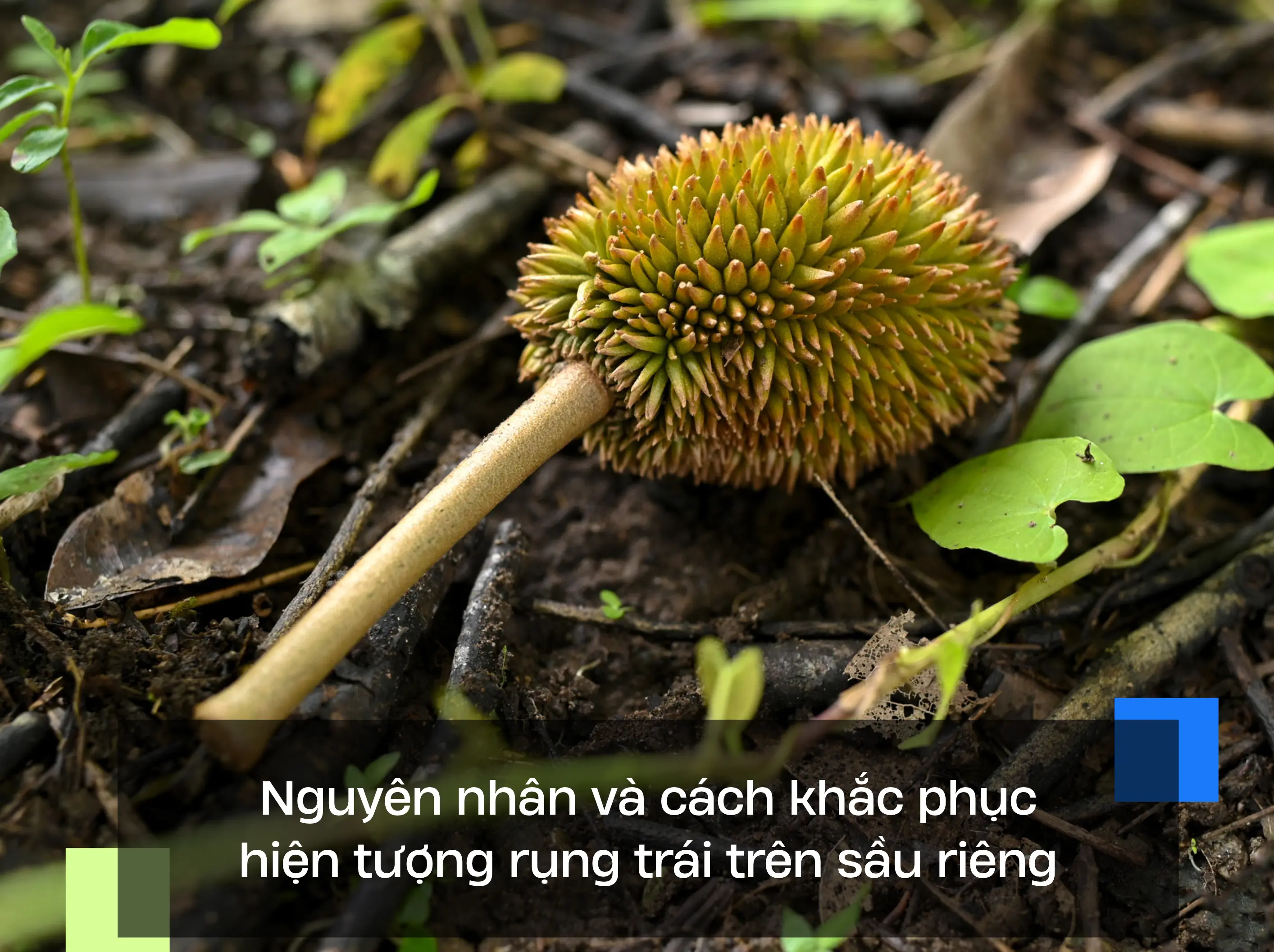 Nguyên nhân và cách khắc phục hiện tượng rụng trái trên sầu riêng