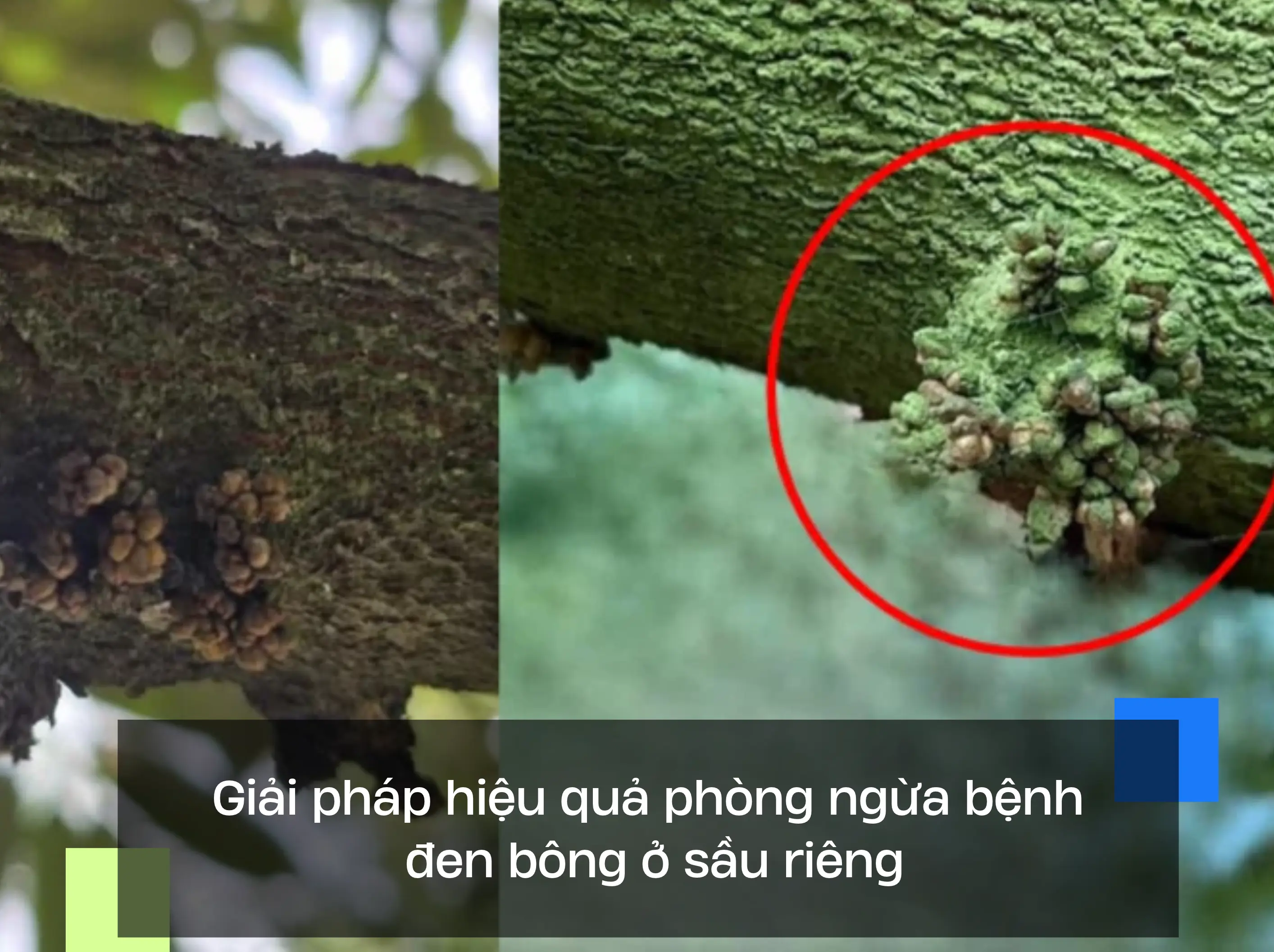 Giải pháp hiệu quả phòng ngừa bệnh đen bông ở sầu riêng