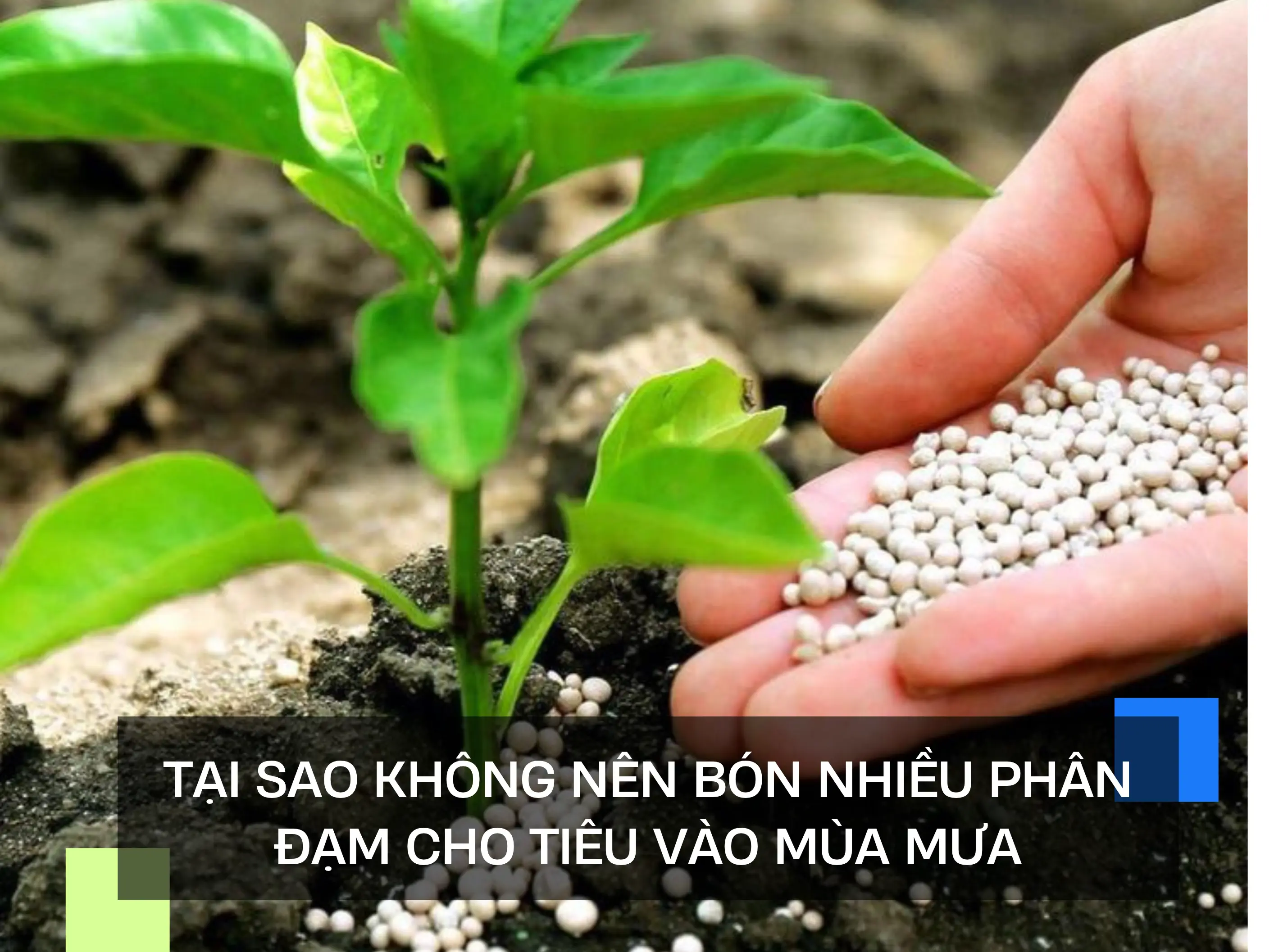 TẠI SAO KHÔNG NÊN BÓN NHIỀU PHÂN ĐẠM CHO TIÊU VÀO MÙA MƯA