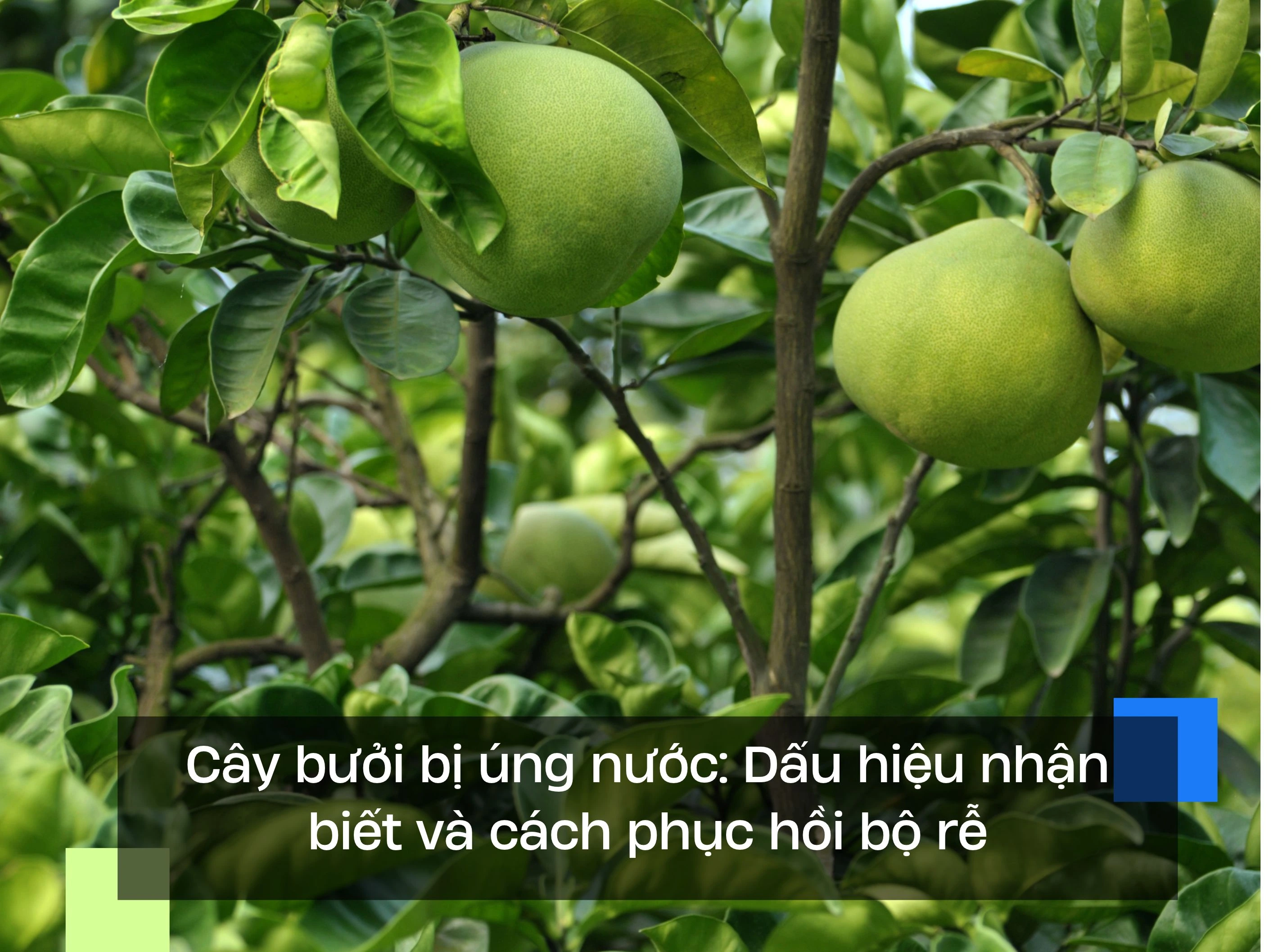 Cây bưởi bị úng nước: Dấu hiệu nhận biết và cách phục hồi bộ rễ