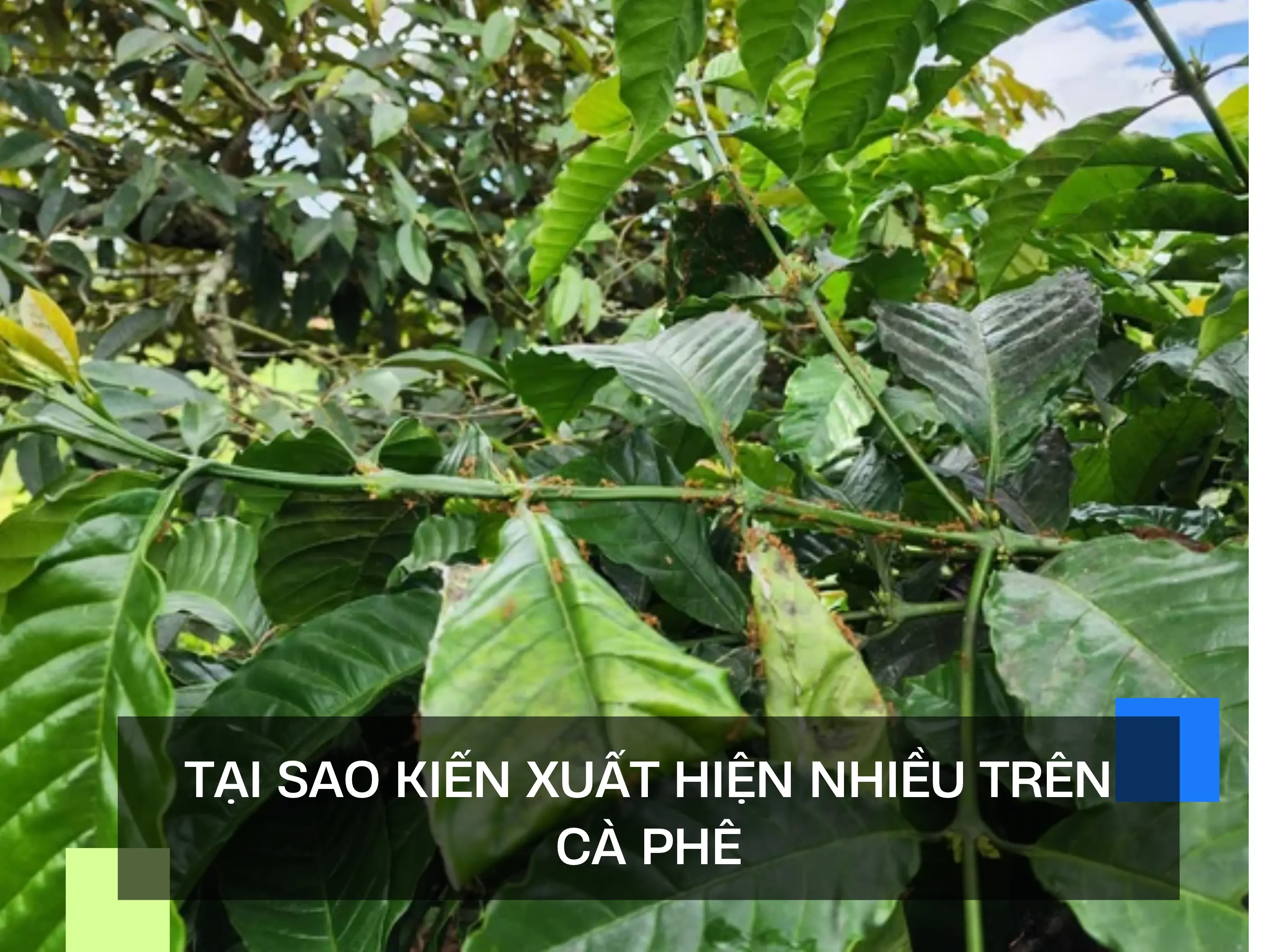 TẠI SAO KIẾN XUẤT HIỆN NHIỀU TRÊN CÀ PHÊ