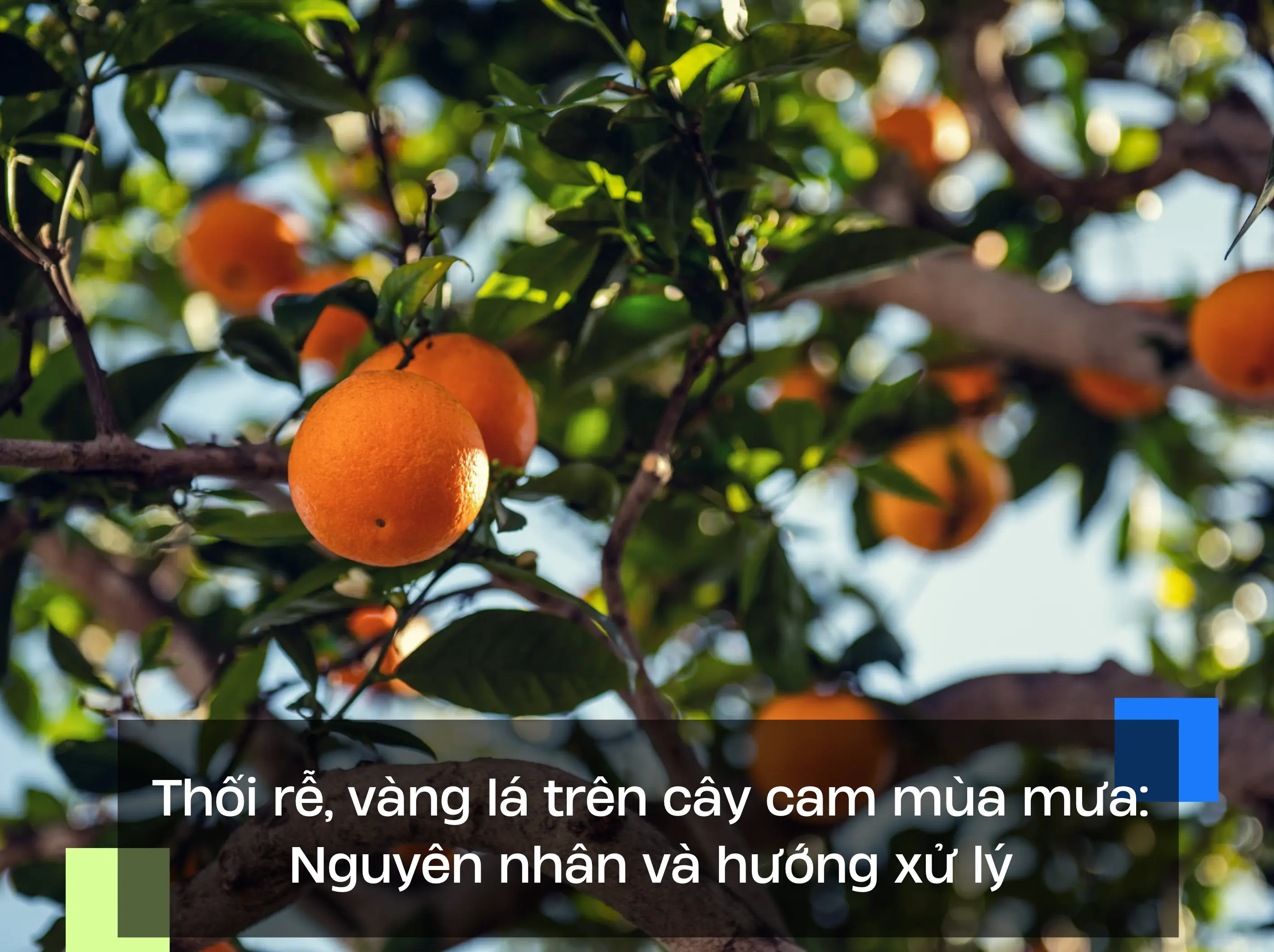 Thối rễ, vàng lá trên cây cam mùa mưa: Nguyên nhân và hướng xử lý