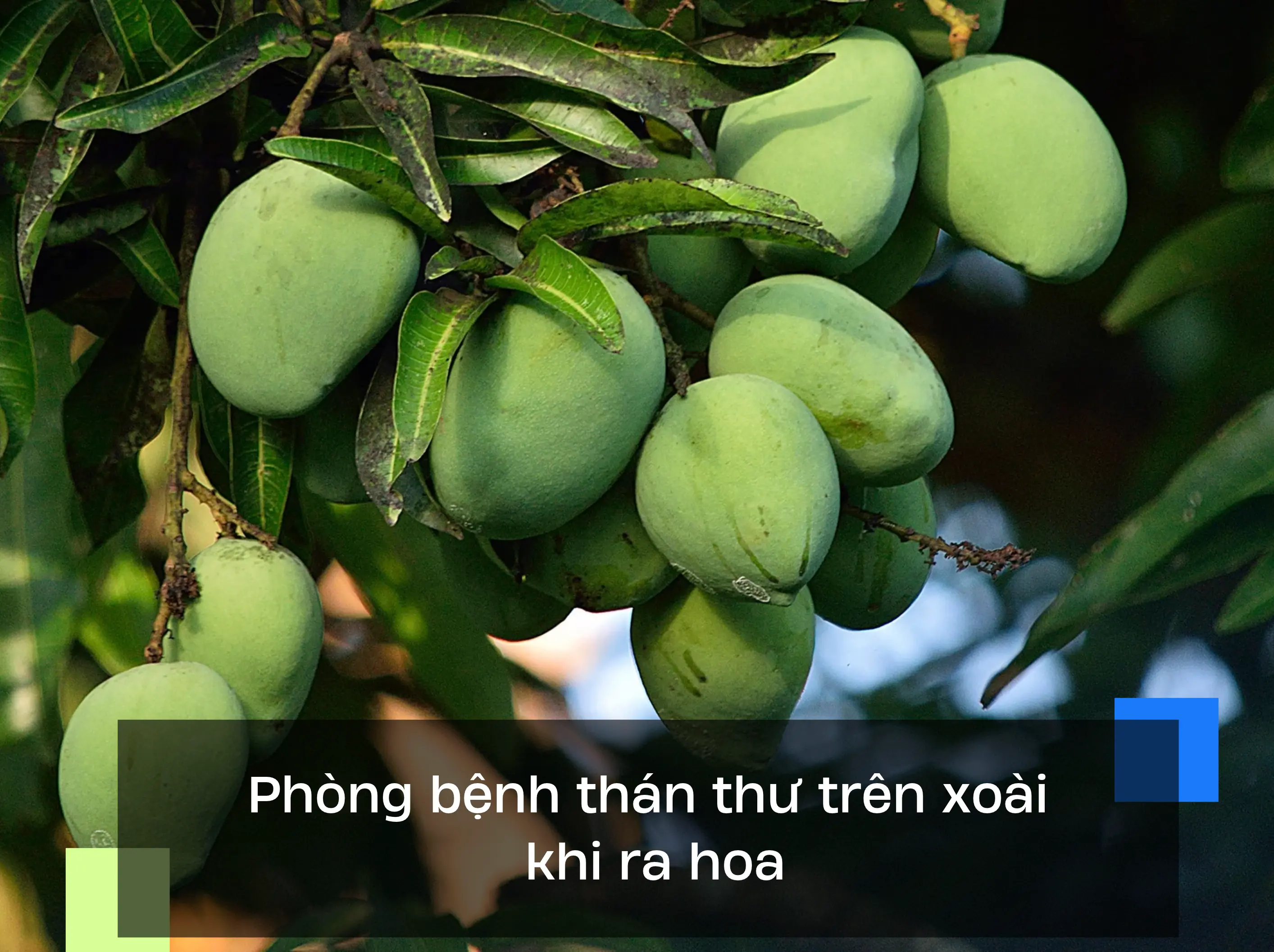 Phòng bệnh thán thư trên xoài khi ra hoa