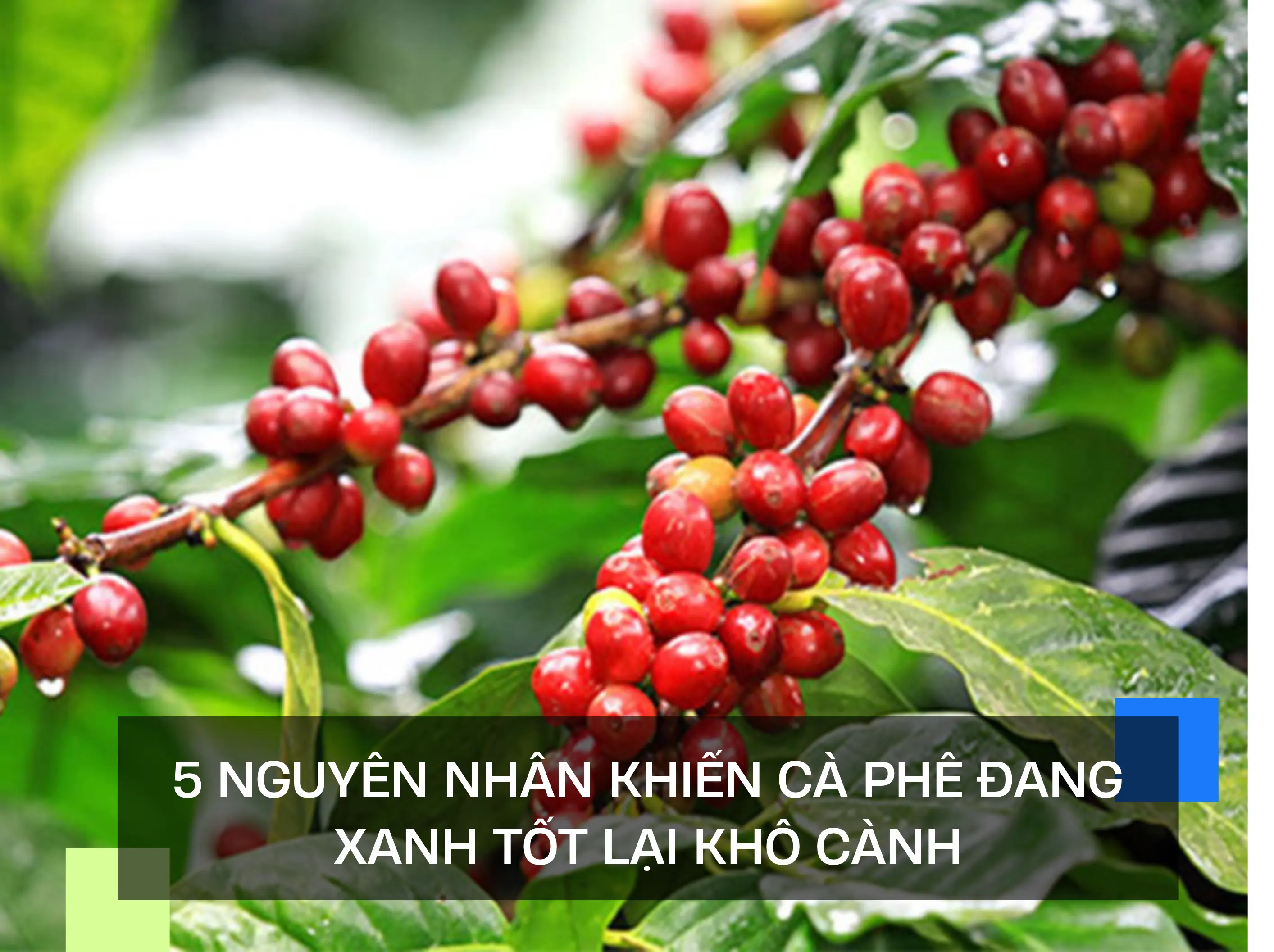 5 NGUYÊN NHÂN KHIẾN CÀ PHÊ ĐANG XANH TỐT LẠI KHÔ CÀNH