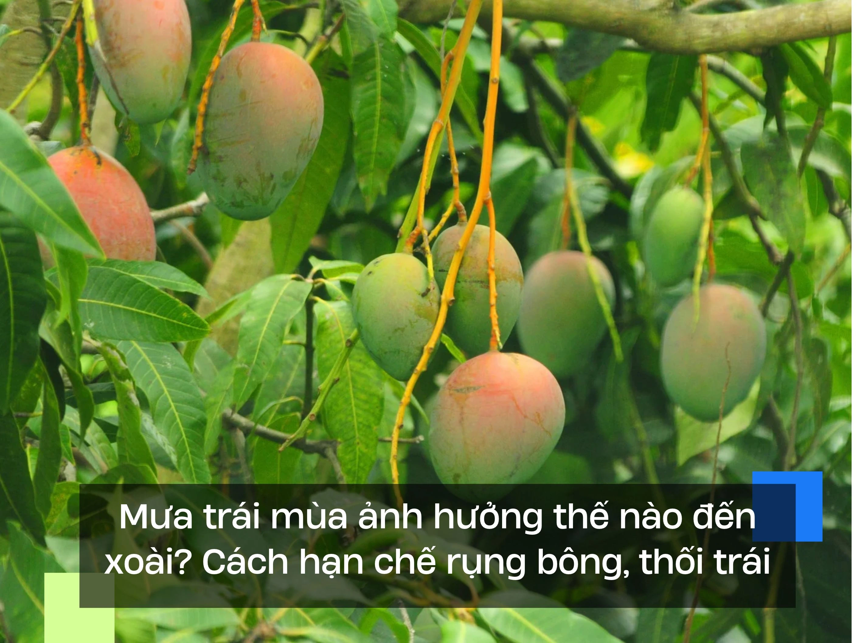 Mưa trái mùa ảnh hưởng thế nào đến xoài? Cách hạn chế rụng bông, thối trái