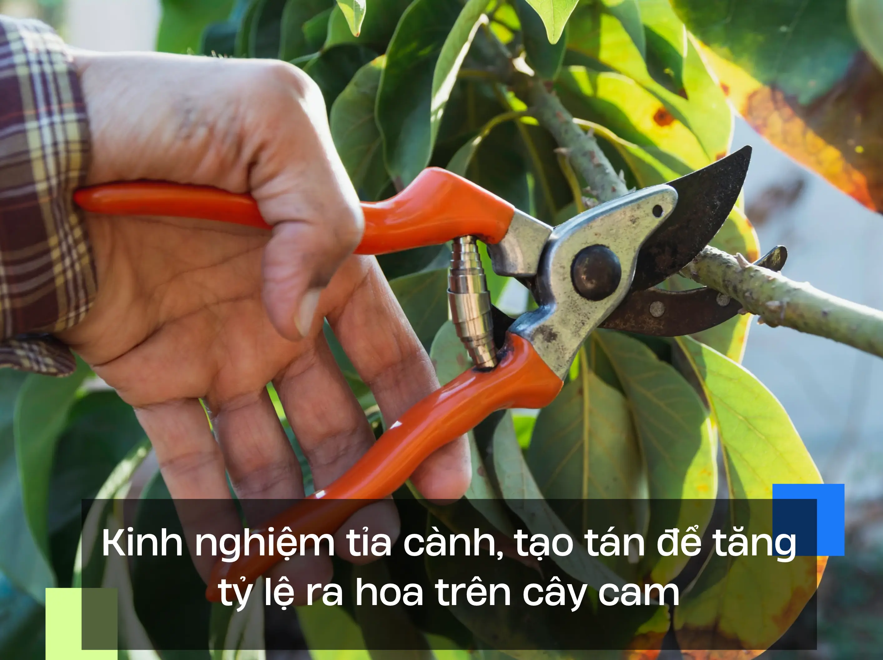 Kinh nghiệm tỉa cành, tạo tán để tăng tỷ lệ ra hoa trên cây cam