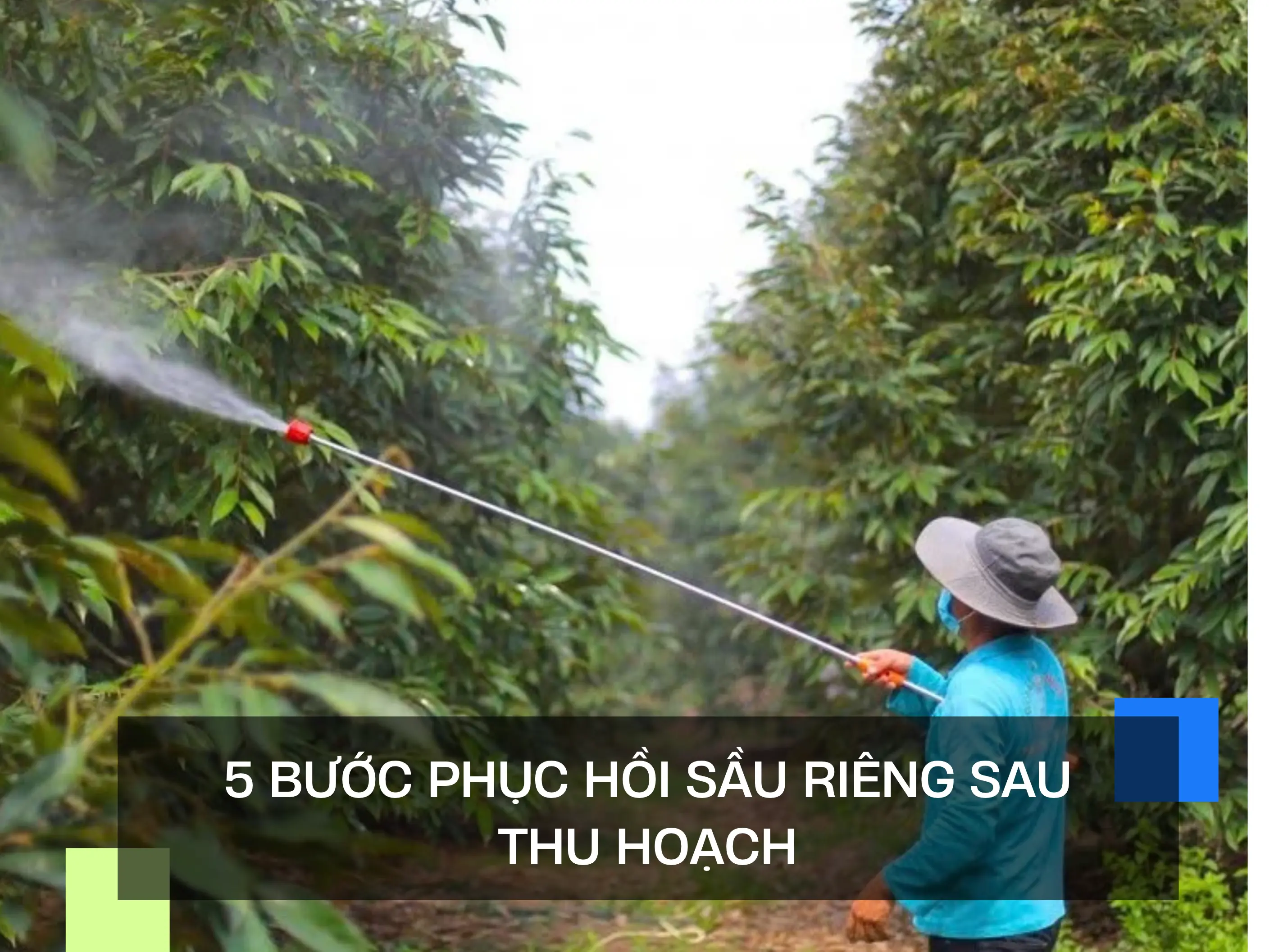 5 BƯỚC PHỤC HỒI SẦU RIÊNG SAU THU HOẠCH