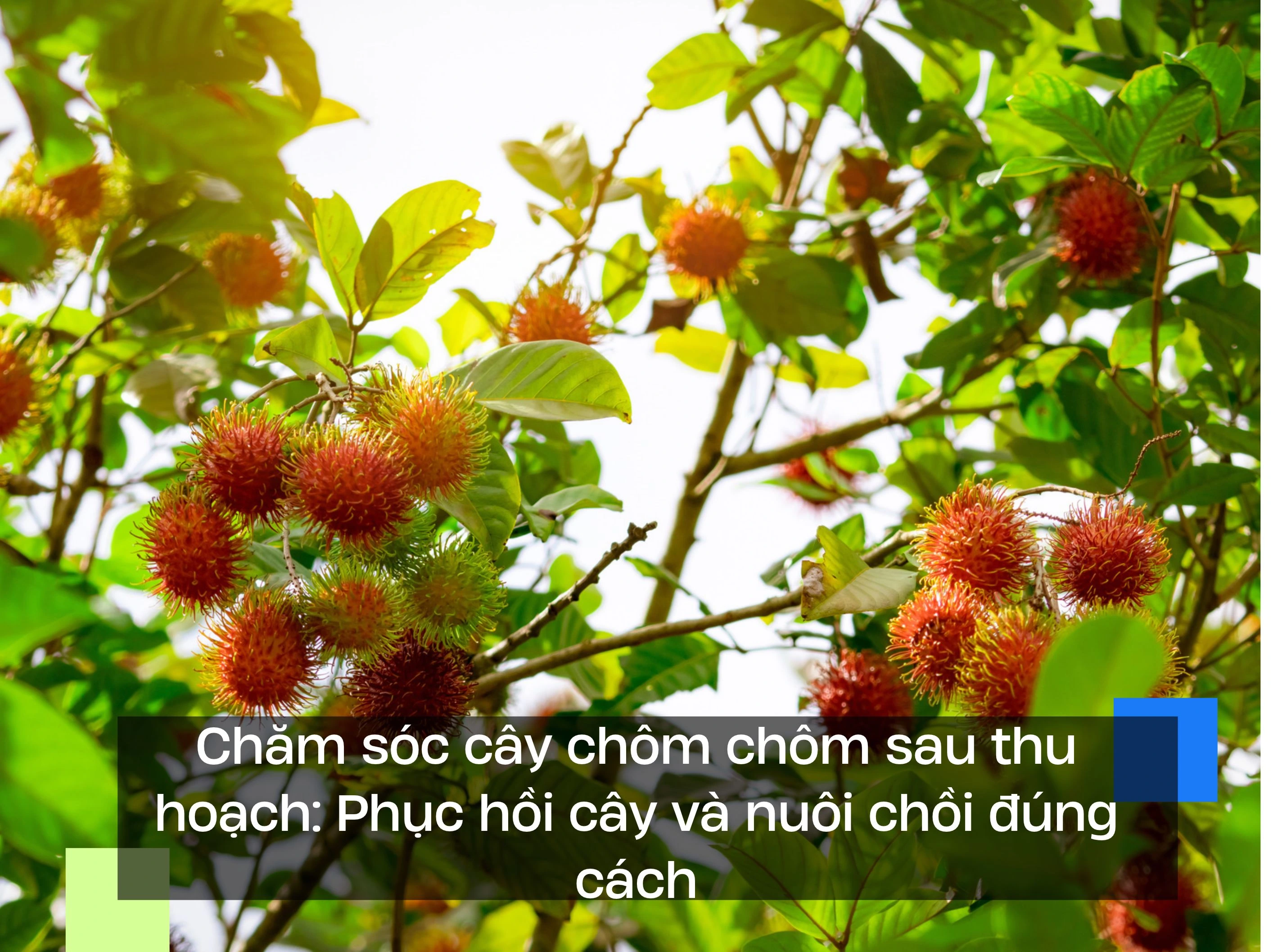 Chăm sóc cây chôm chôm sau thu hoạch: Phục hồi cây và nuôi chồi đúng cách
