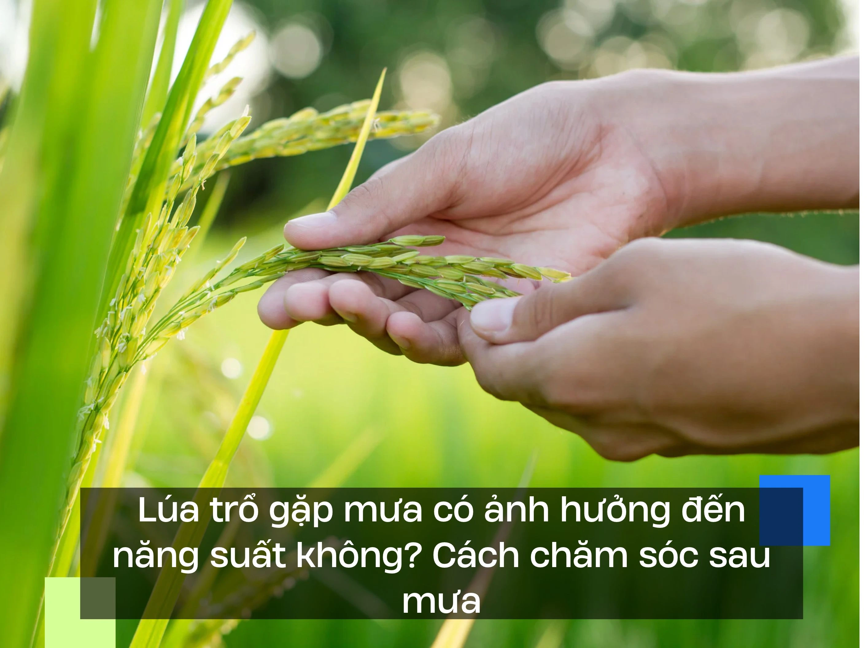 Lúa trổ gặp mưa có ảnh hưởng đến năng suất không? Cách chăm sóc sau mưa