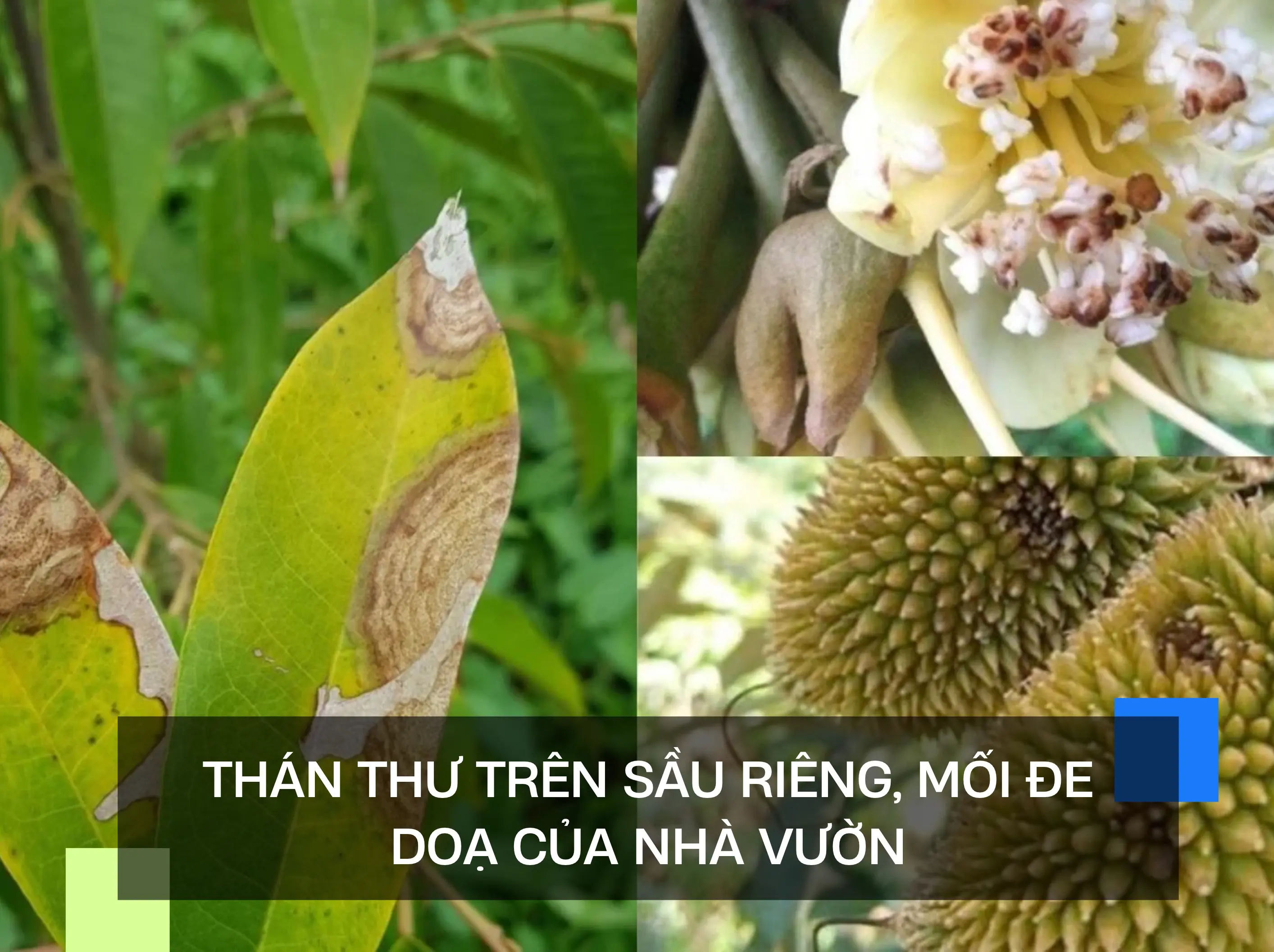THÁN THƯ TRÊN SẦU RIÊNG, MỐI ĐE DOẠ CỦA NHÀ VƯỜN