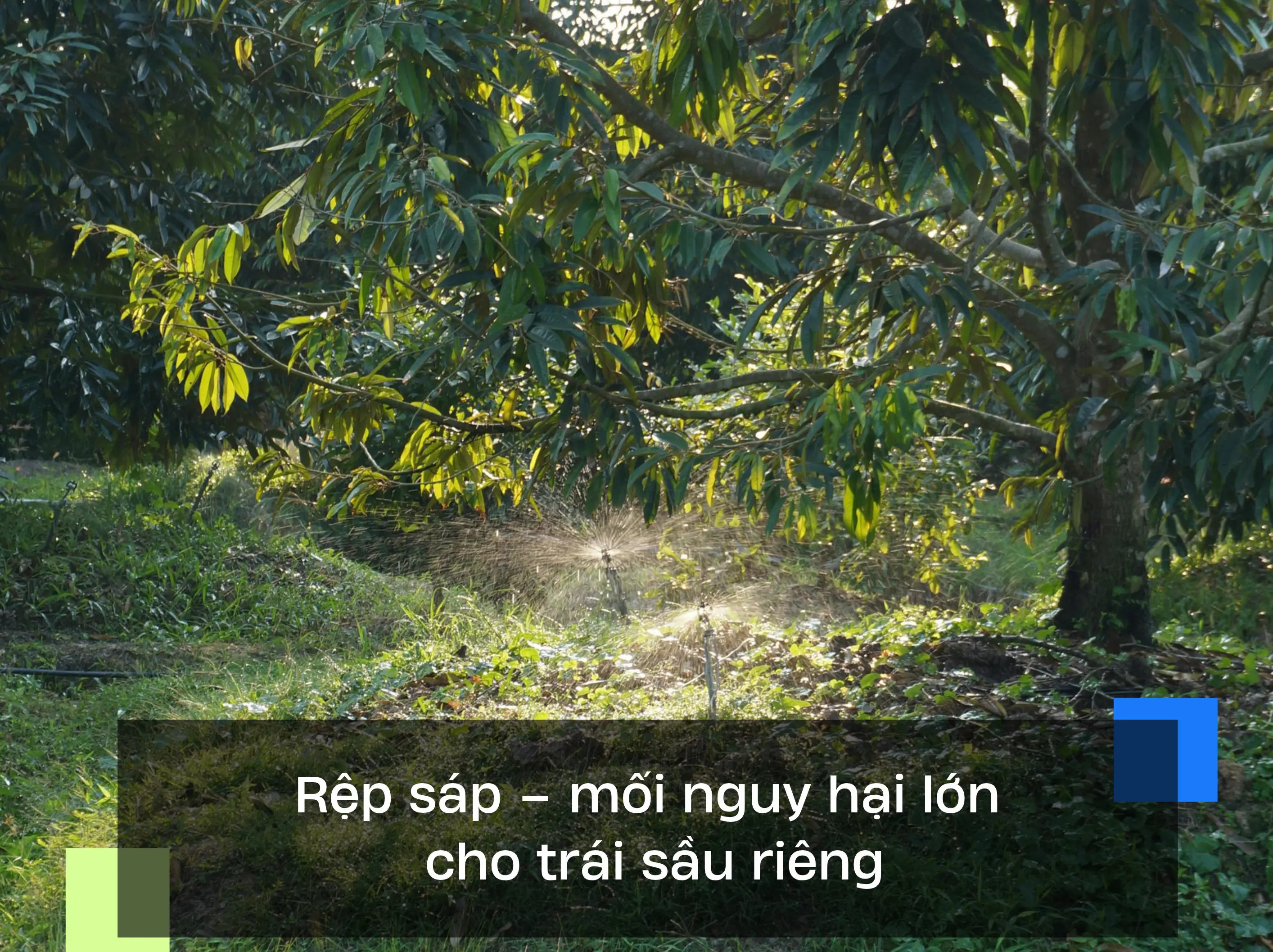 Rệp sáp – mối nguy hại lớn cho trái sầu riêng