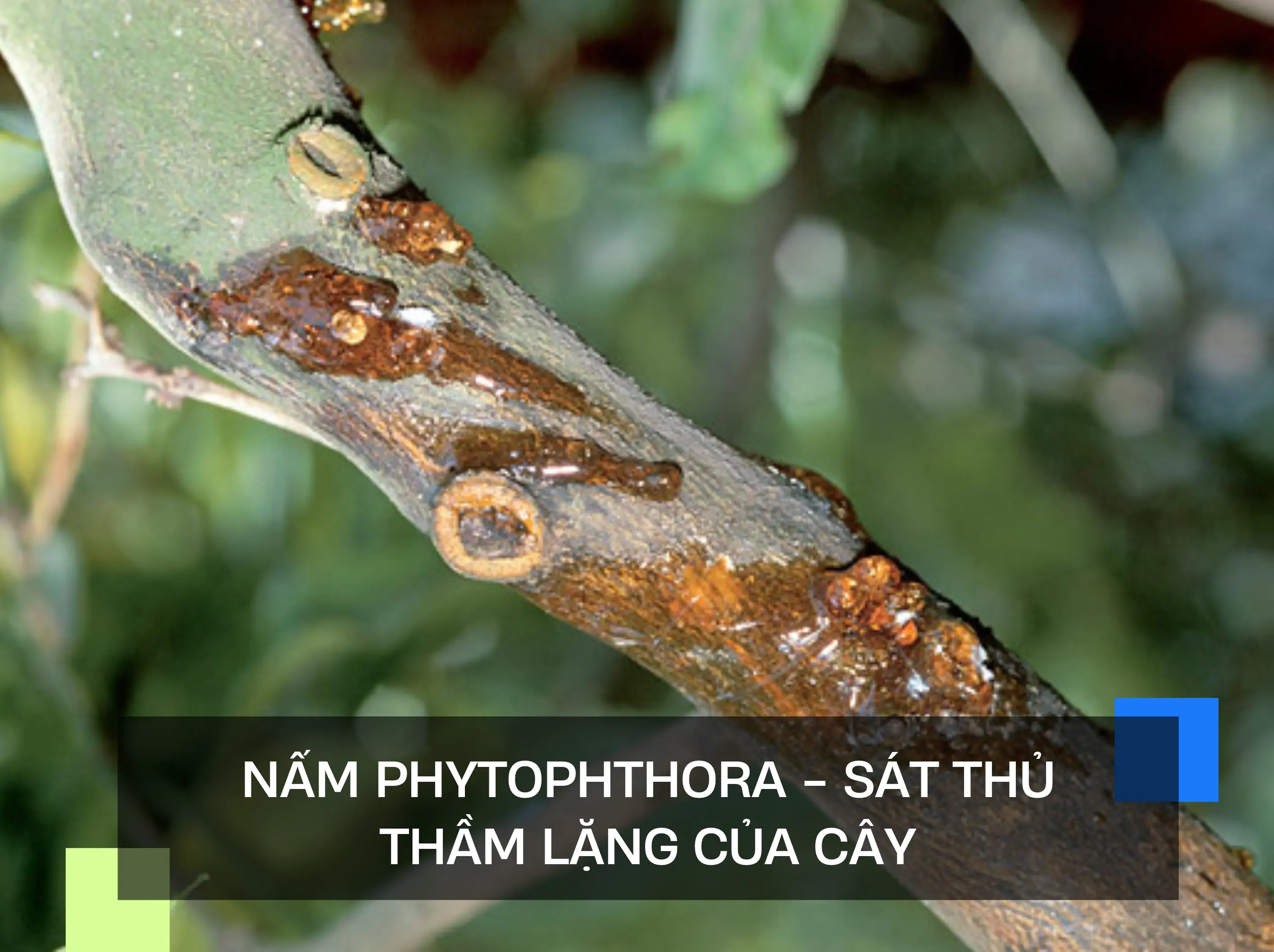 NẤM PHYTOPHTHORA - SÁT THỦ THẦM LẶNG CỦA CÂY