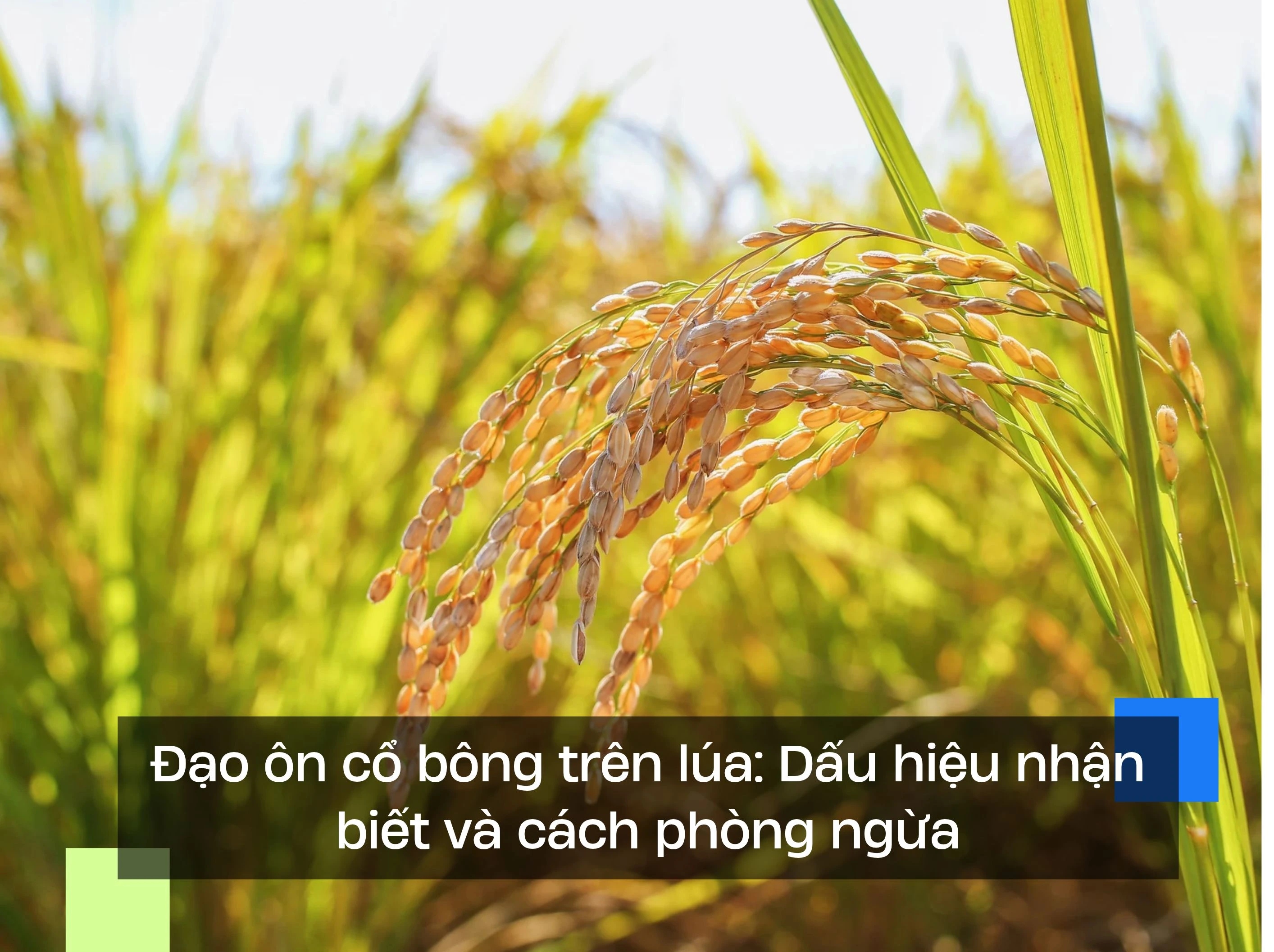 Đạo ôn cổ bông trên lúa: Dấu hiệu nhận biết và cách phòng ngừa