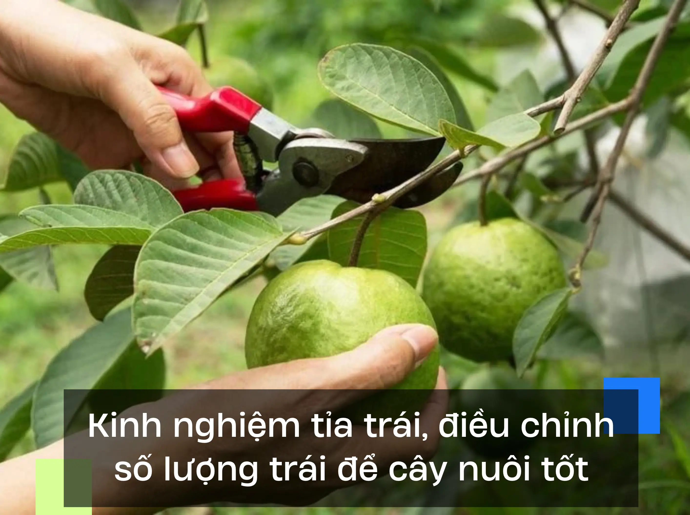 Kinh nghiệm tỉa trái, điều chỉnh số lượng trái để cây nuôi tốt