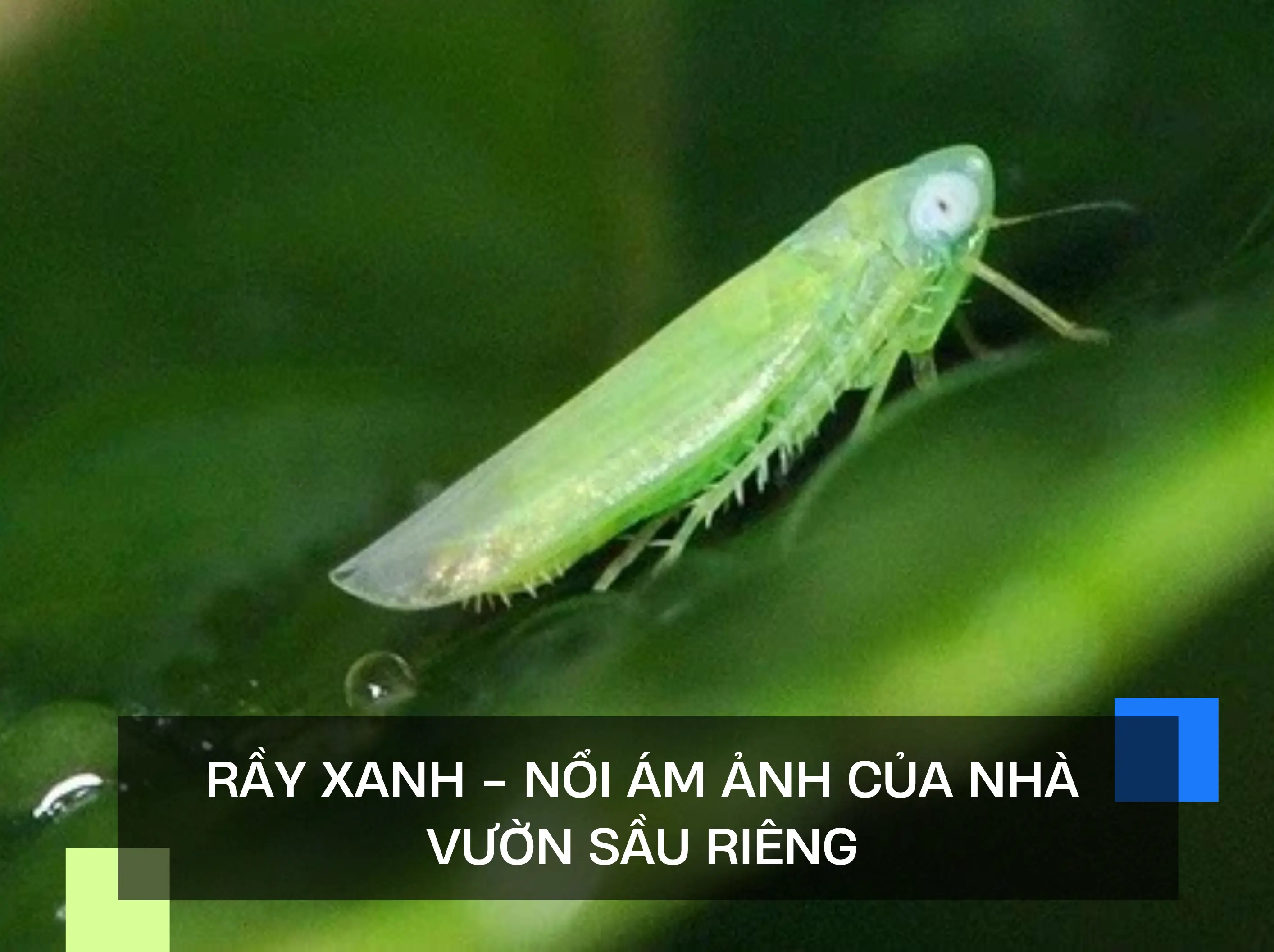RẦY XANH - NỔI ÁM ẢNH CỦA NHÀ VƯỜN SẦU RIÊNG