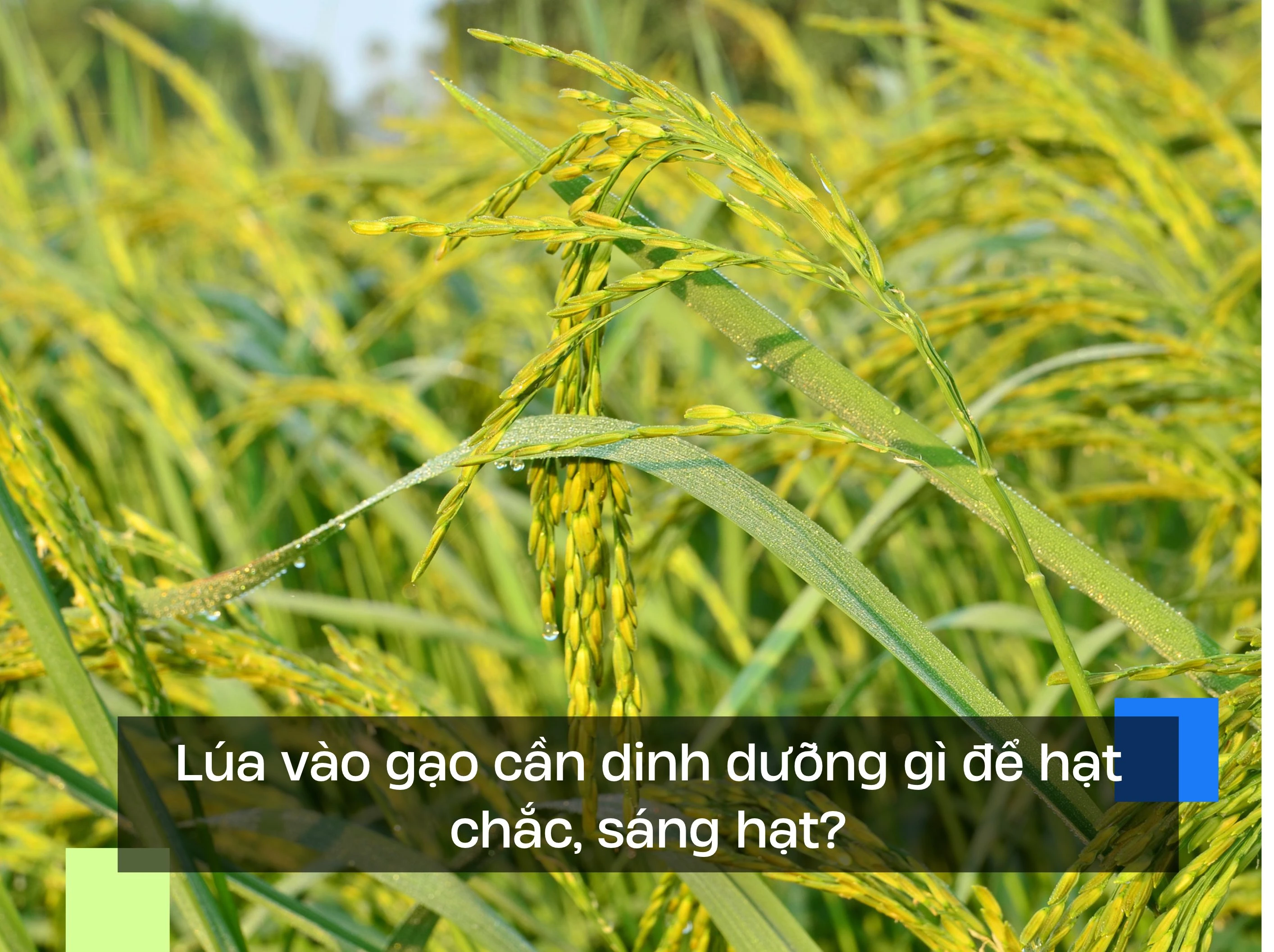Lúa vào gạo cần dinh dưỡng gì để hạt chắc, sáng hạt?