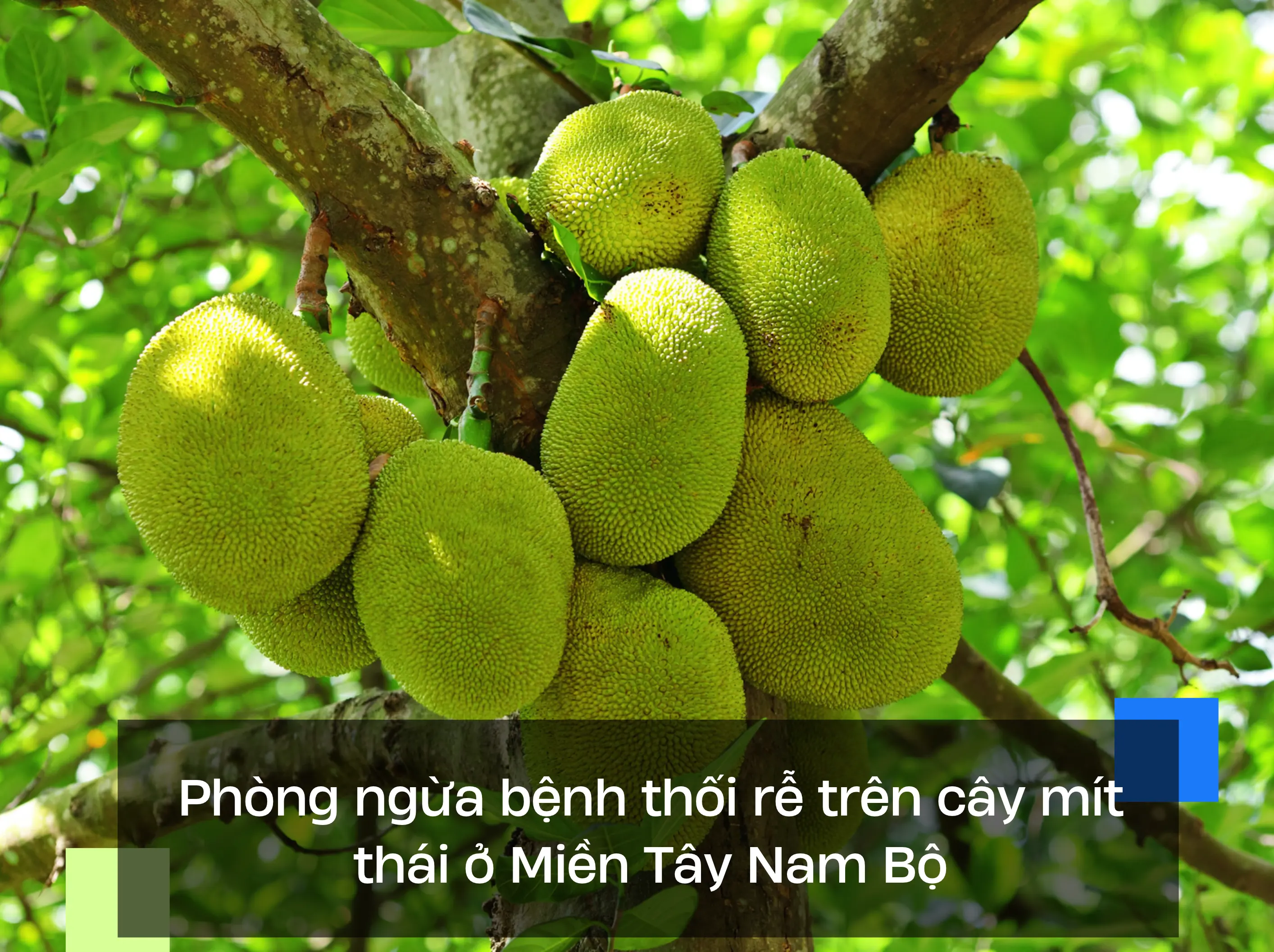 Phòng ngừa bệnh thối rễ trên cây mít thái ở Miền Tây Nam Bộ