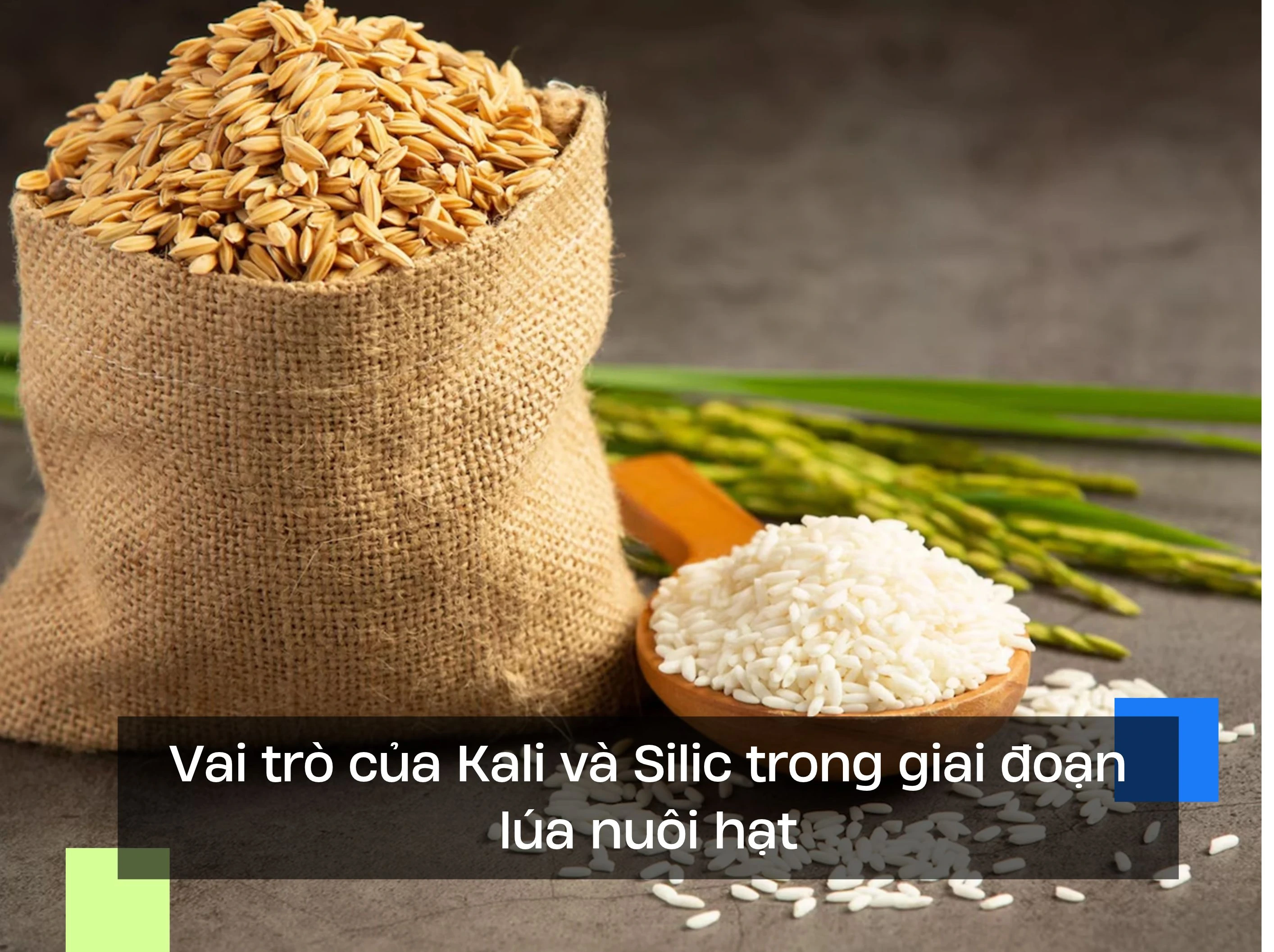 Vai trò của Kali và Silic trong giai đoạn lúa nuôi hạt