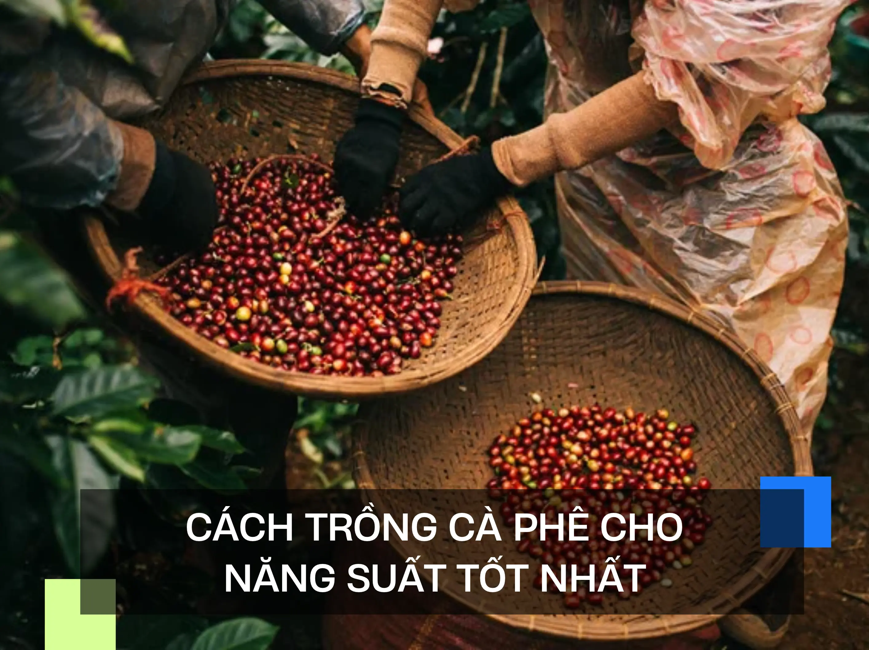 CÁCH TRỒNG CÀ PHÊ CHO RA NĂNG SUẤT TỐT NHẤT