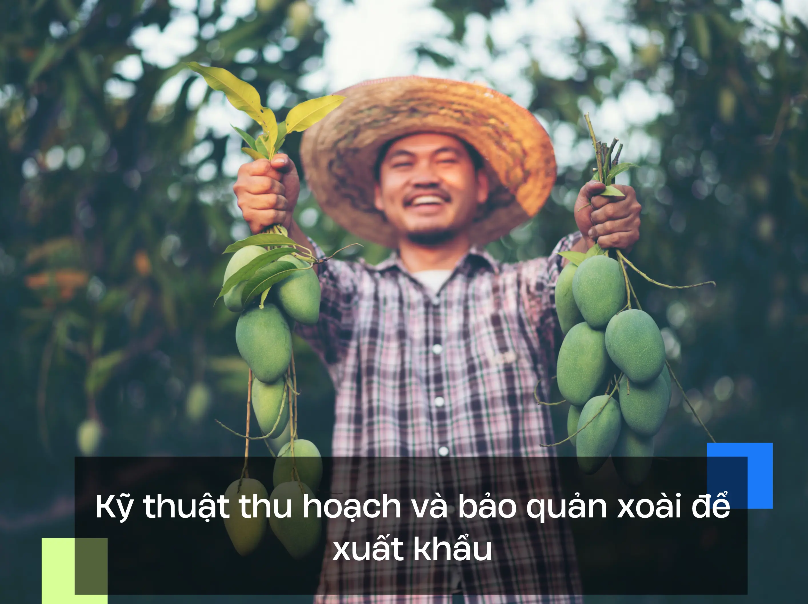 Kỹ thuật thu hoạch và bảo quản xoài để xuất khẩu