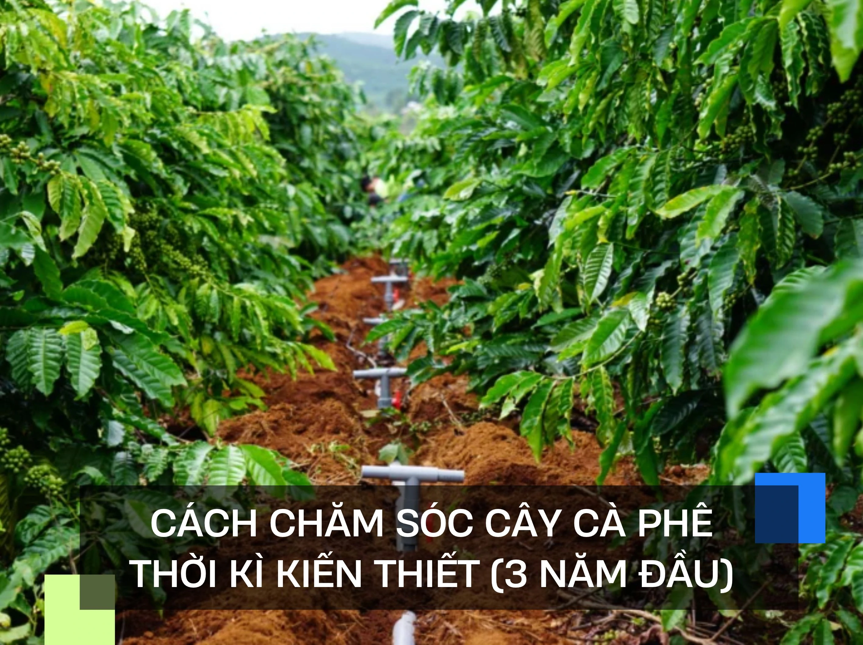 CÁCH CHĂM SÓC CÂY CÀ PHÊ THỜI KÌ KIẾN THIẾT (3 NĂM ĐẦU)