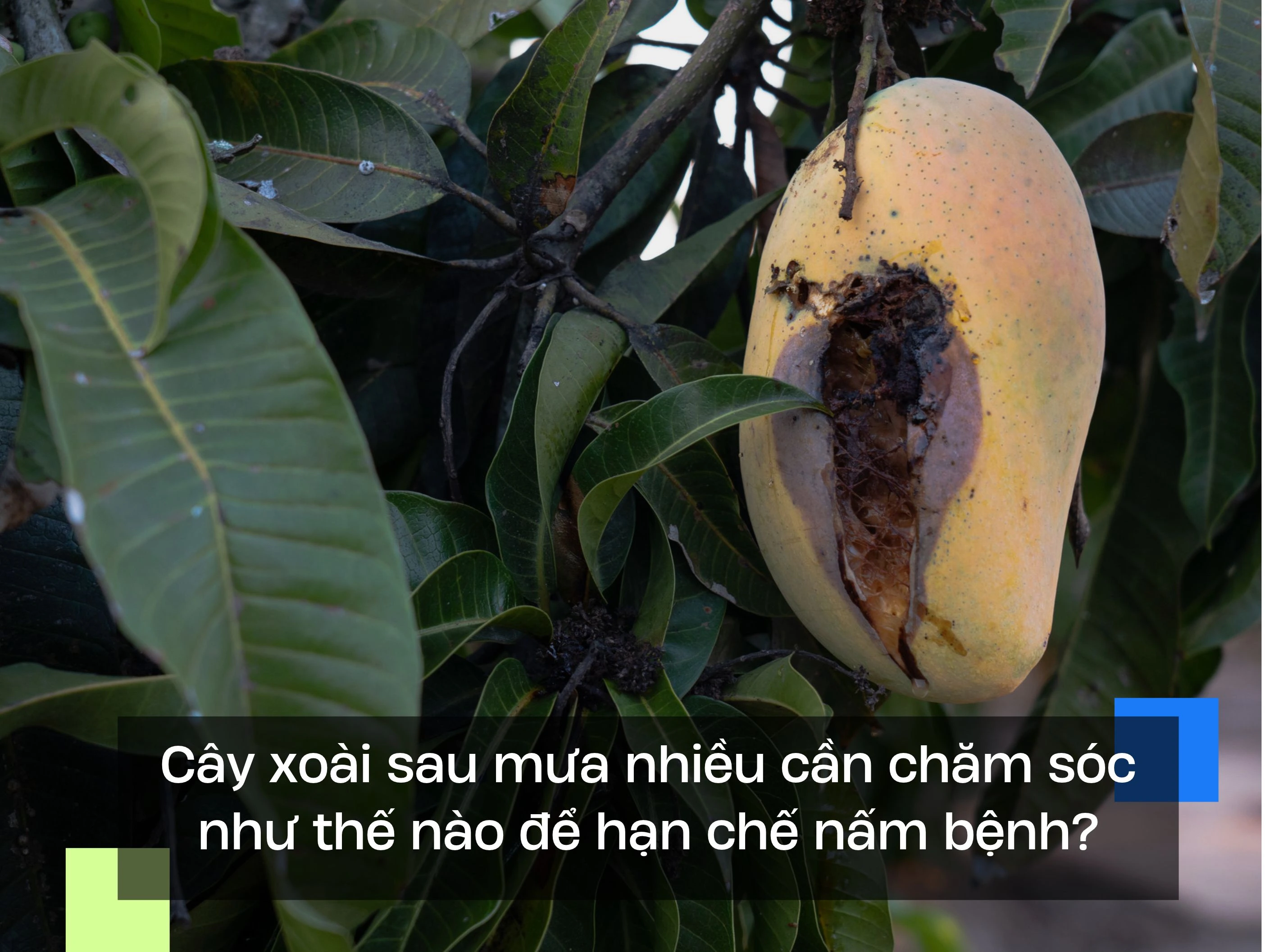 Cây xoài sau mưa nhiều cần chăm sóc như thế nào để hạn chế nấm bệnh?