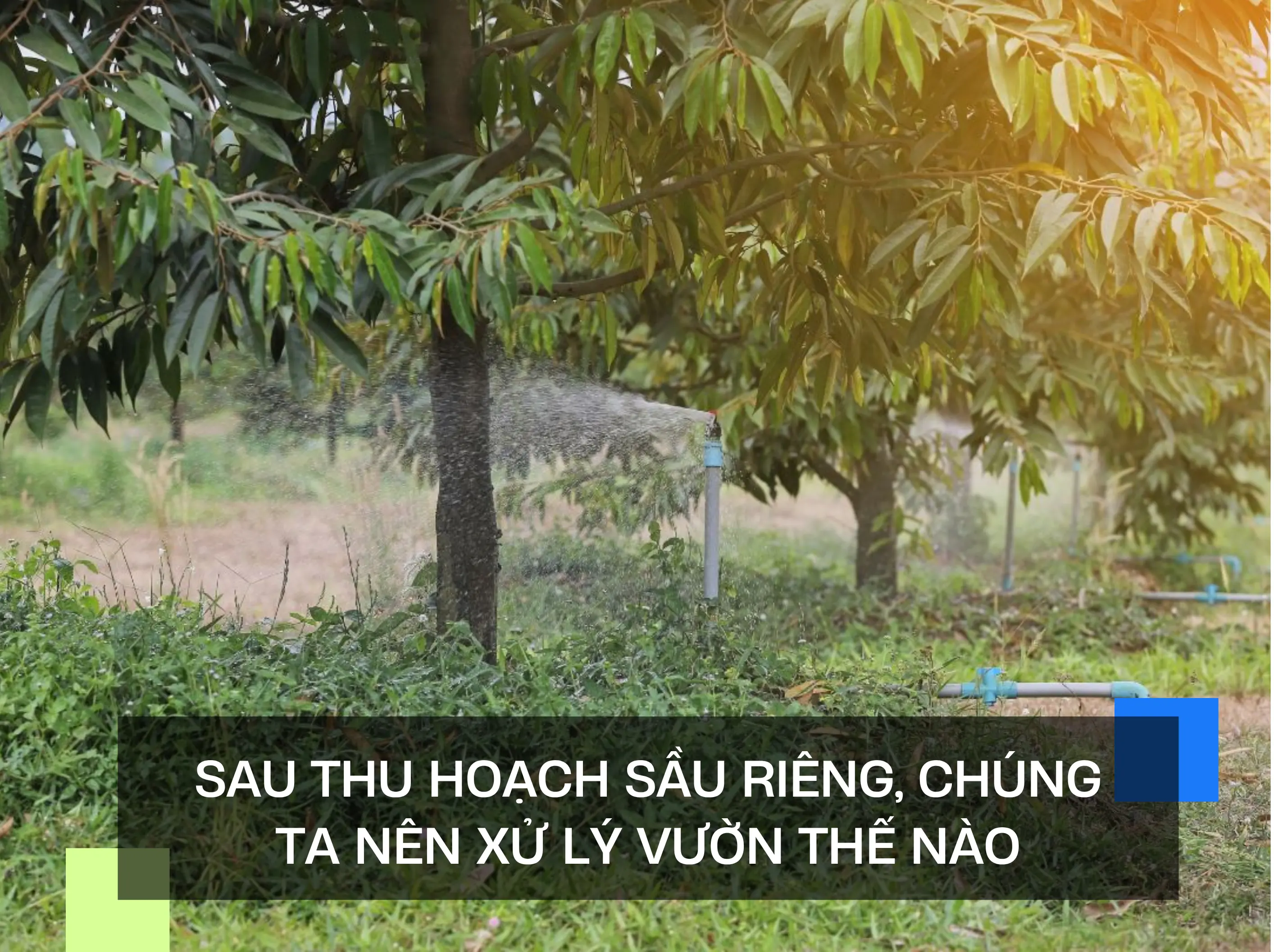 SAU THU HOẠCH SẦU RIÊNG, CHÚNG TA NÊN XỬ LÝ VƯỜN THẾ NÀO