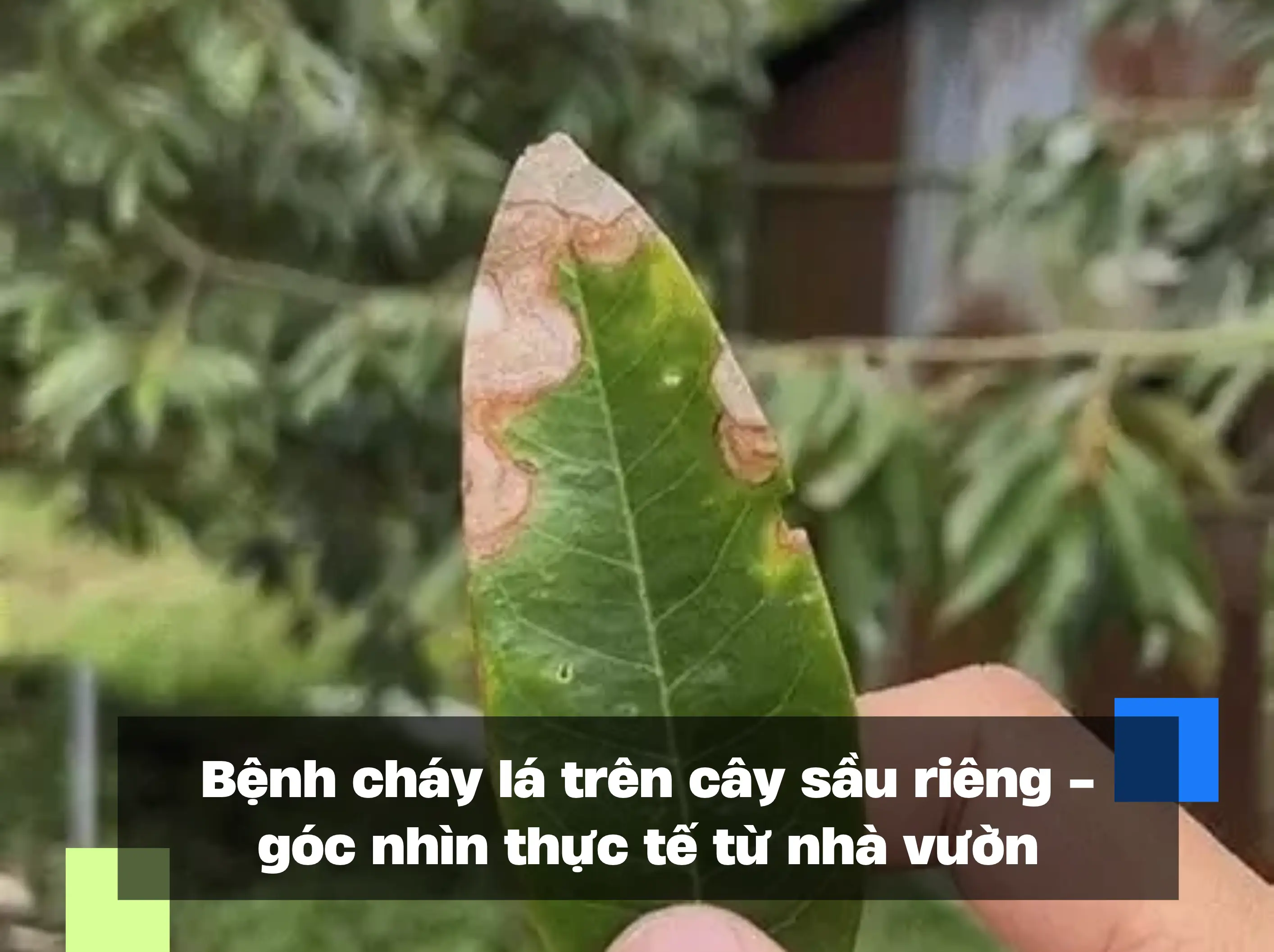 Bệnh cháy lá trên cây sầu riêng - góc nhìn thực tế từ nhà vườn
