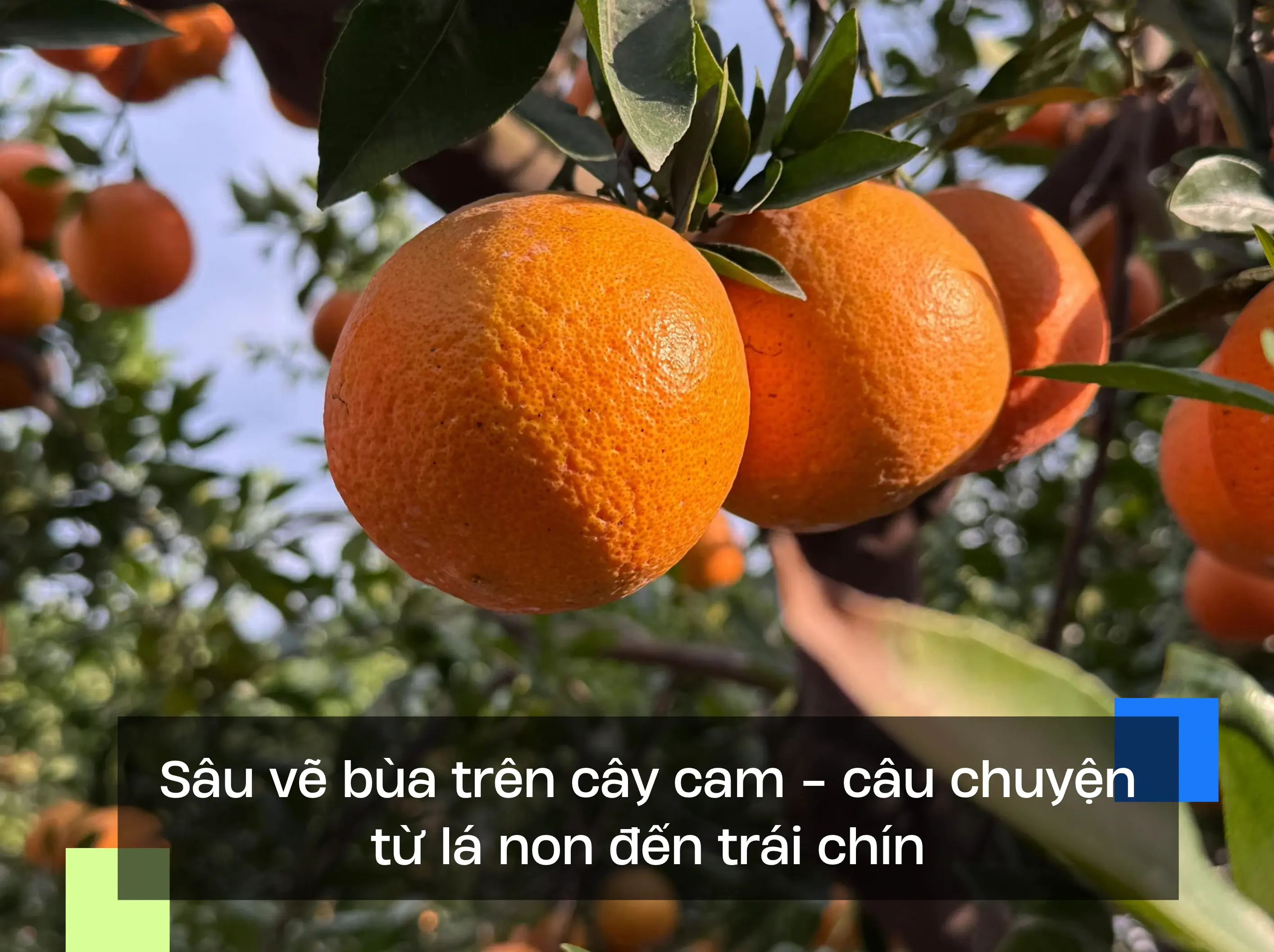 Sâu vẽ bùa trên cây cam - câu chuyện từ lá non đến trái chín