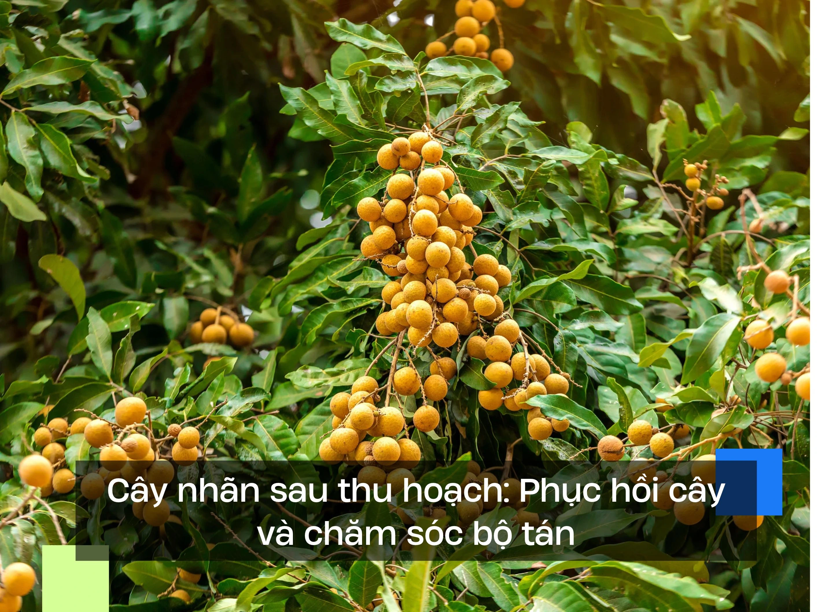 Cây nhãn sau thu hoạch: Phục hồi cây và chăm sóc bộ tán