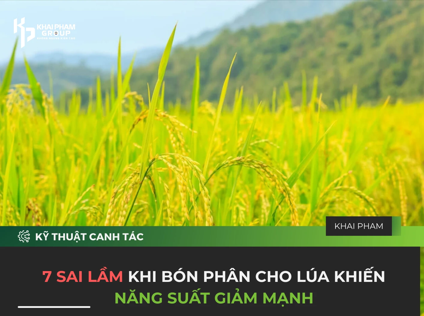 7 SAI LẦM KHI BÓN PHÂN CHO LÚA KHIẾN NĂNG SUẤT GIẢM MẠNH