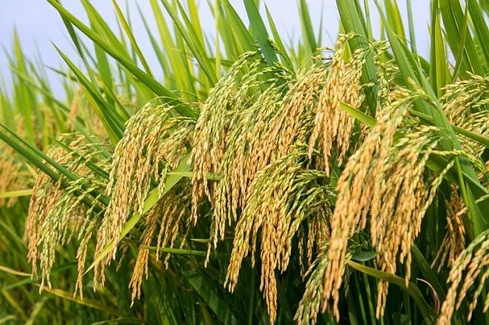 PHÂN BÓN THÔNG MINH VÀ 1 SỐ GIẢI PHÁP GIÚP TĂNG NĂNG SUẤT LÚA GẠO