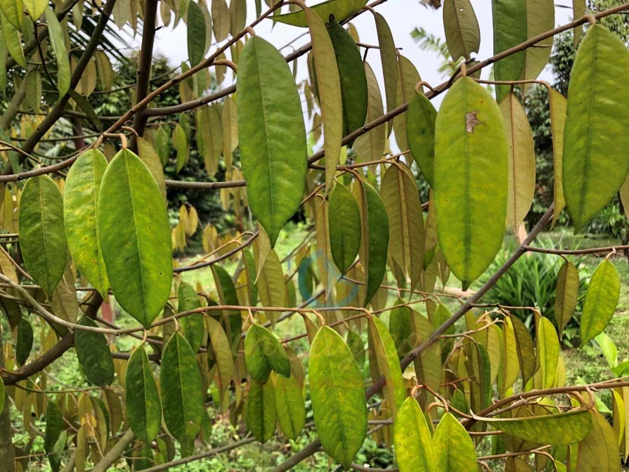 Vàng lá do Nấm Phytophthora gây ra