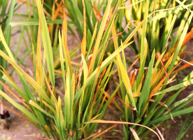 Bệnh vàng lùn - lùn xoắn lá (Rice Tungro Virus)