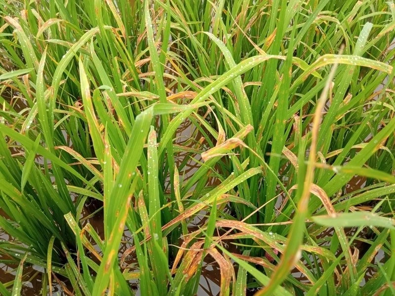 PHÒNG TRỪ BỆNH ĐẠO ÔN LÁ ĐỐI VỚI CÂY LÚA VỤ XUÂN