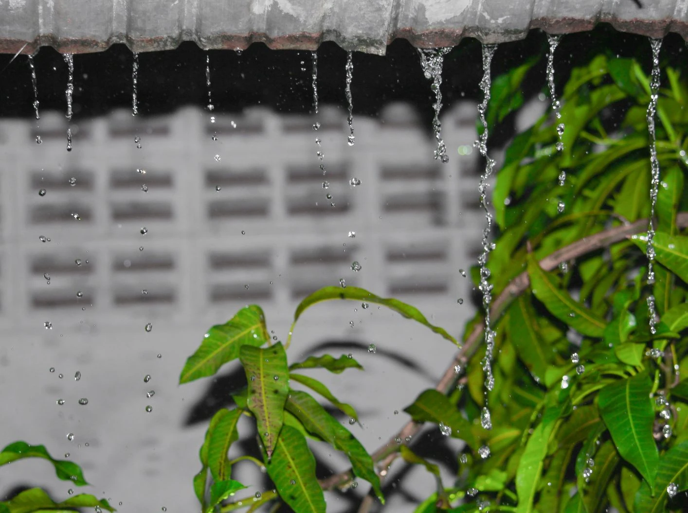 MƯA TR&Aacute;I M&Ugrave;A ẢNH HƯỞNG ĐẾN XO&Agrave;I NHƯ THẾ N&Agrave;O? C&Aacute;CH XỬ L&Yacute; ĐỂ HẠN CHẾ RỤNG B&Ocirc;NG, THỐI TR&Aacute;I